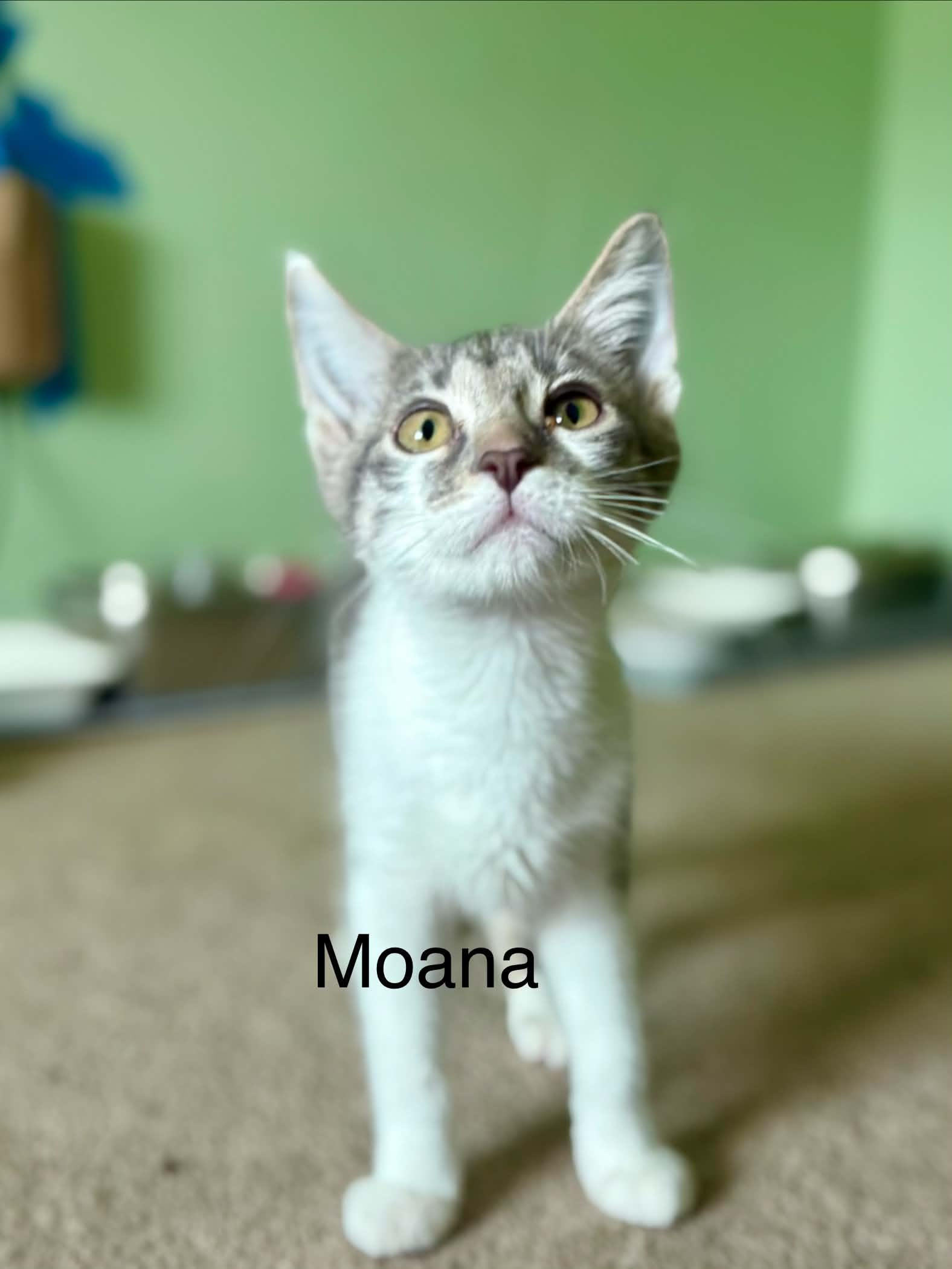 Moana, ADOPTABLE, Kitten Female Domestic Short Hair.
