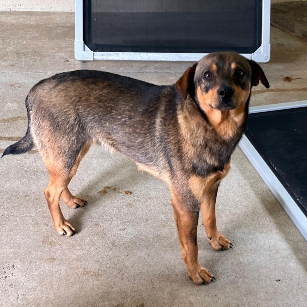 Ringo, Adoptable, Young Male Mixed Breed.