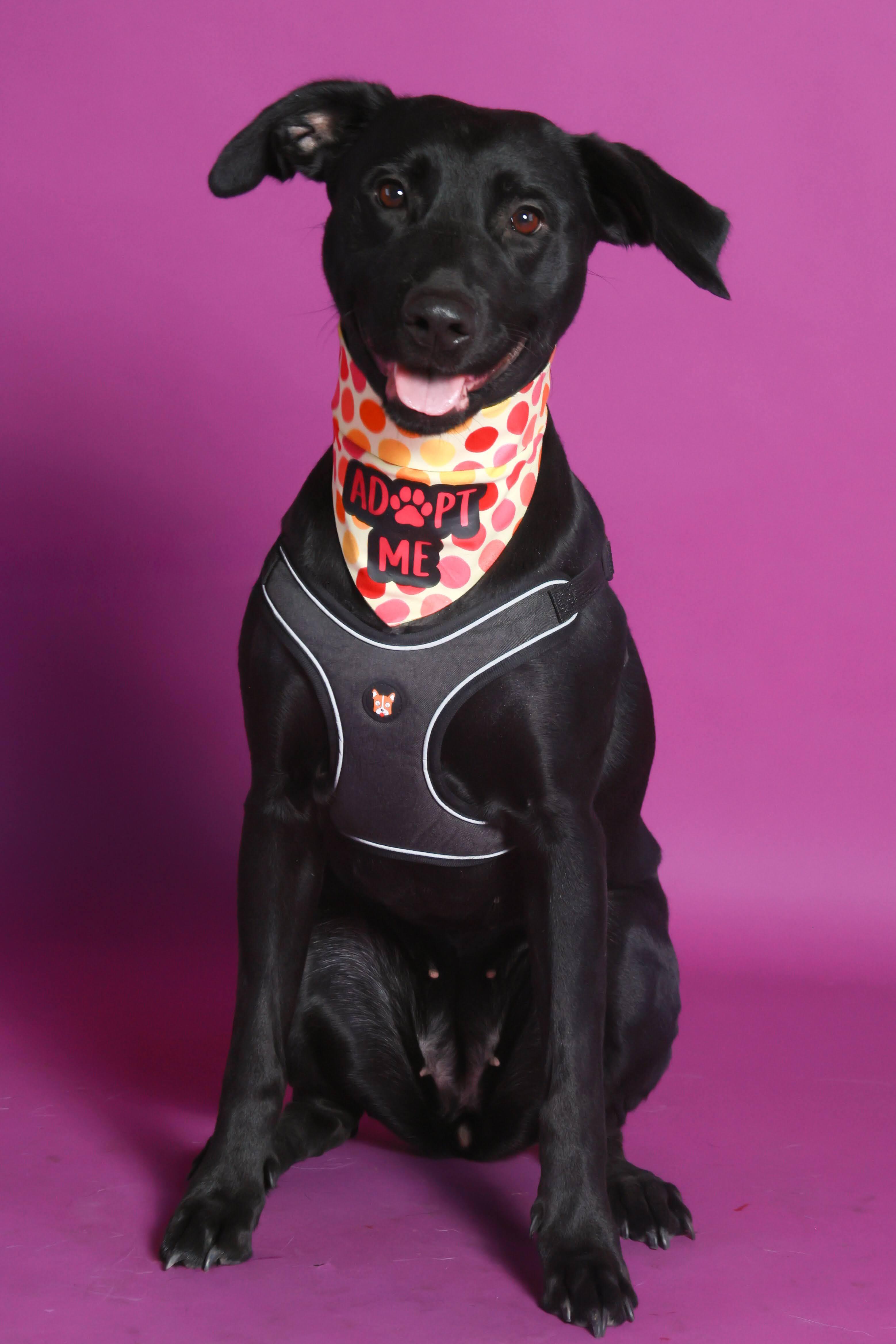 Poppy(92350), ADOPTABLE, Adult Female Black Labrador Retriever.