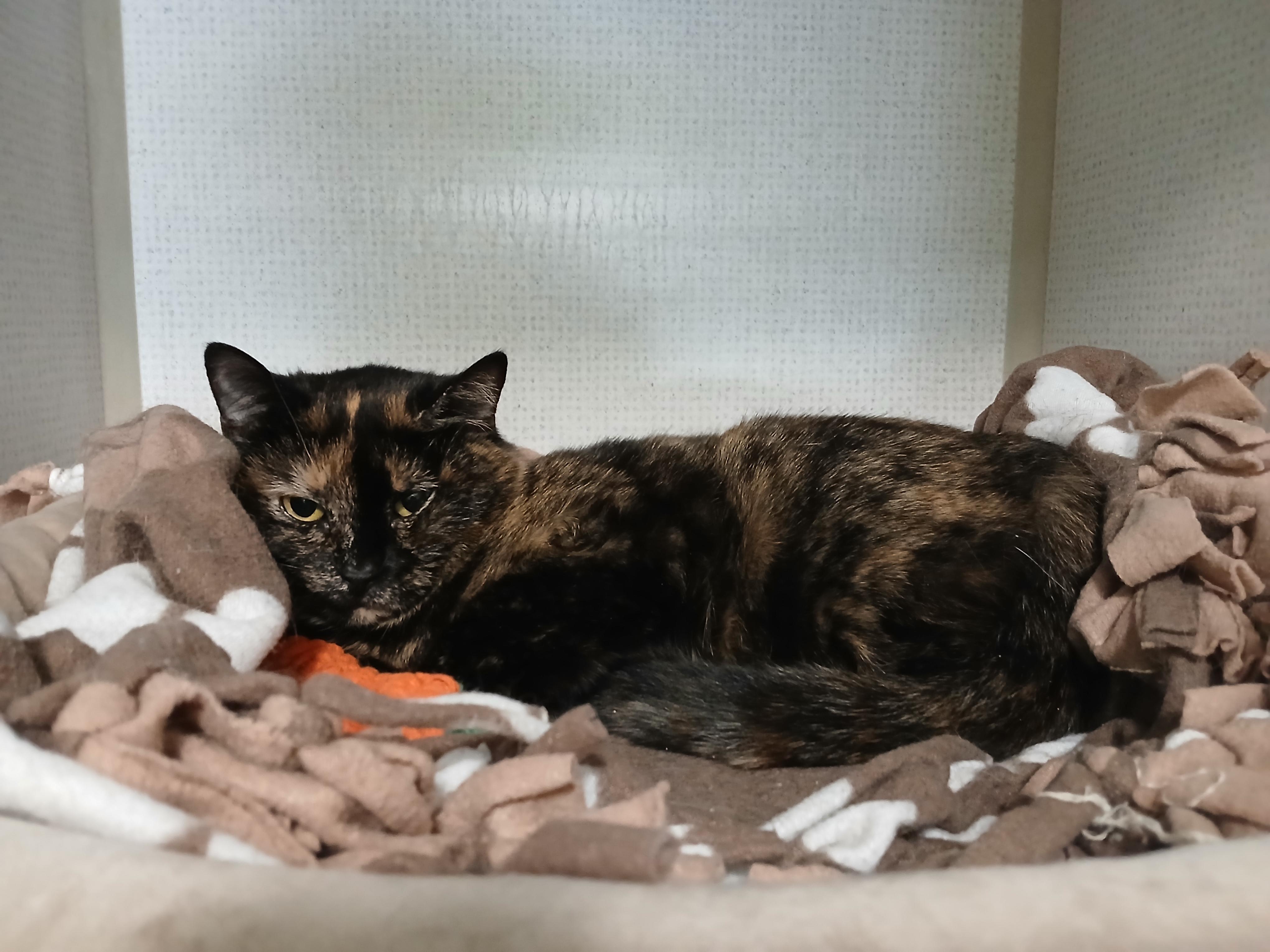 Enlarge Spook, a ADOPTABLE Domestic Short Hair in Lincoln, IL image 1/1