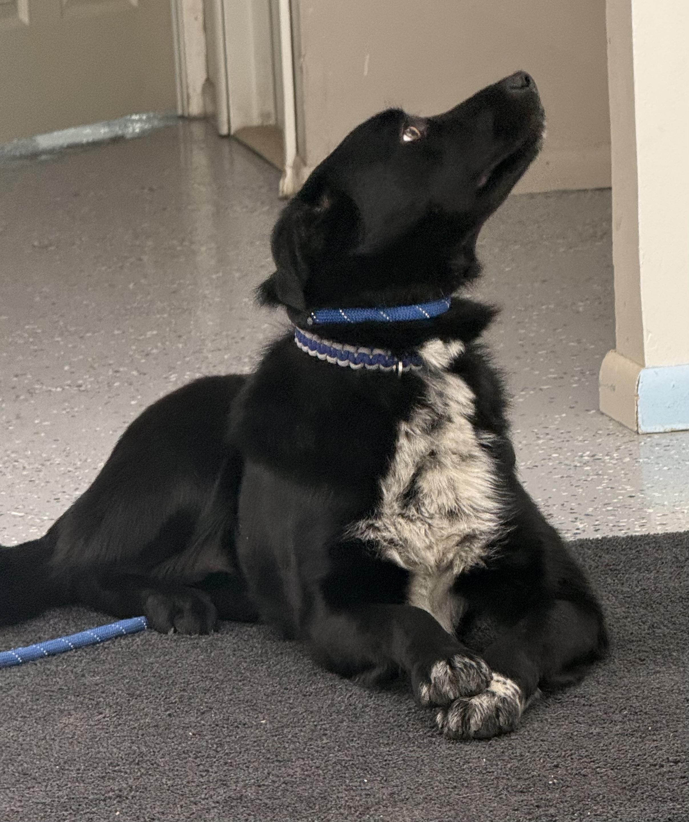 Saul, a ADOPTABLE mixed breed in Fort Benton, MT image 3/3