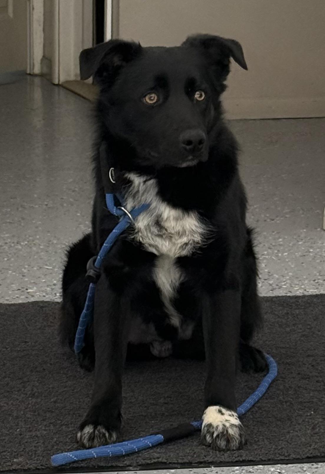 Saul, ADOPTABLE, Young Male Border Collie & Border Terrier.