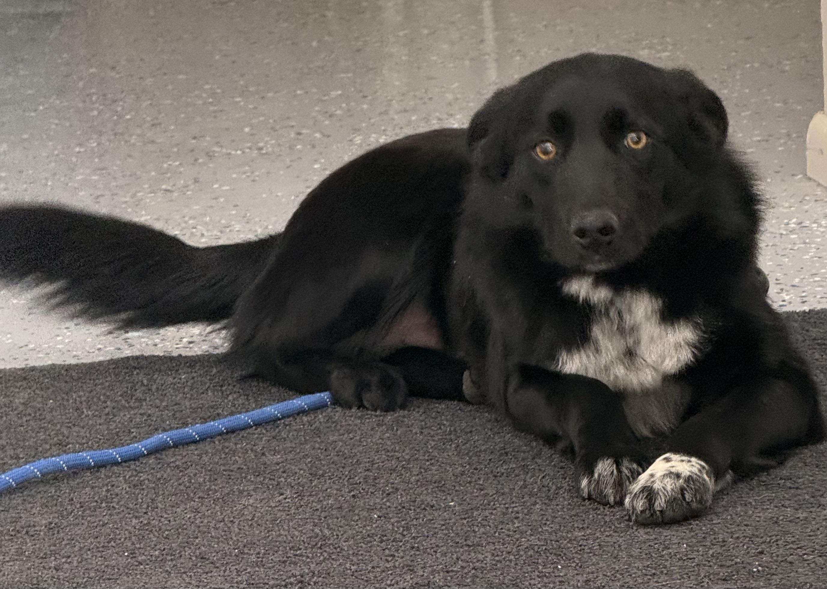 Saul, a ADOPTABLE mixed breed in Fort Benton, MT image 2/3