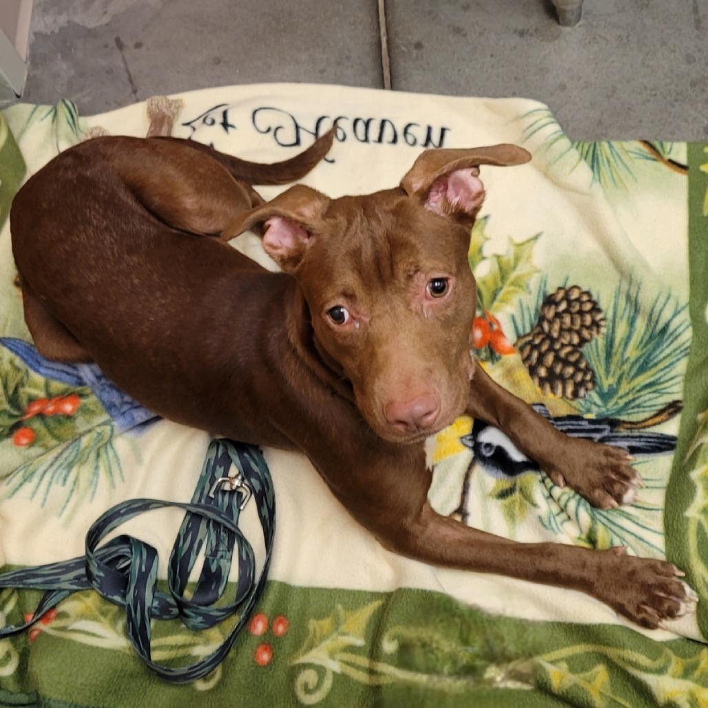 Starcraft, a Adoptable Mixed Breed in Pittsburgh, PA image 1/6