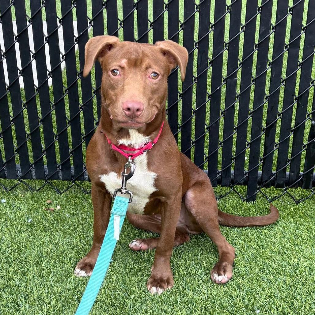 Starcraft, a Adoptable Mixed Breed in Pittsburgh, PA image 3/6