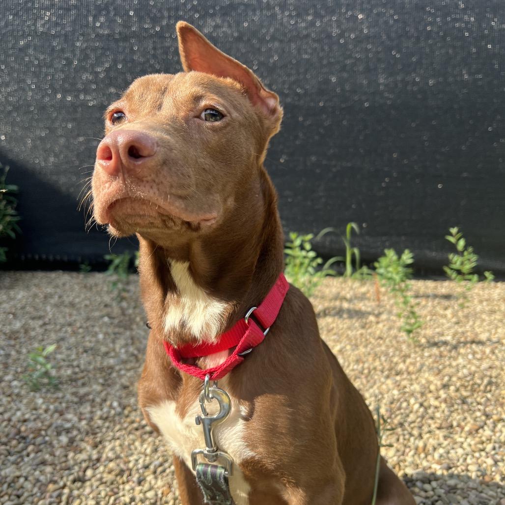 Starcraft, a Adoptable Mixed Breed in Pittsburgh, PA image 5/6