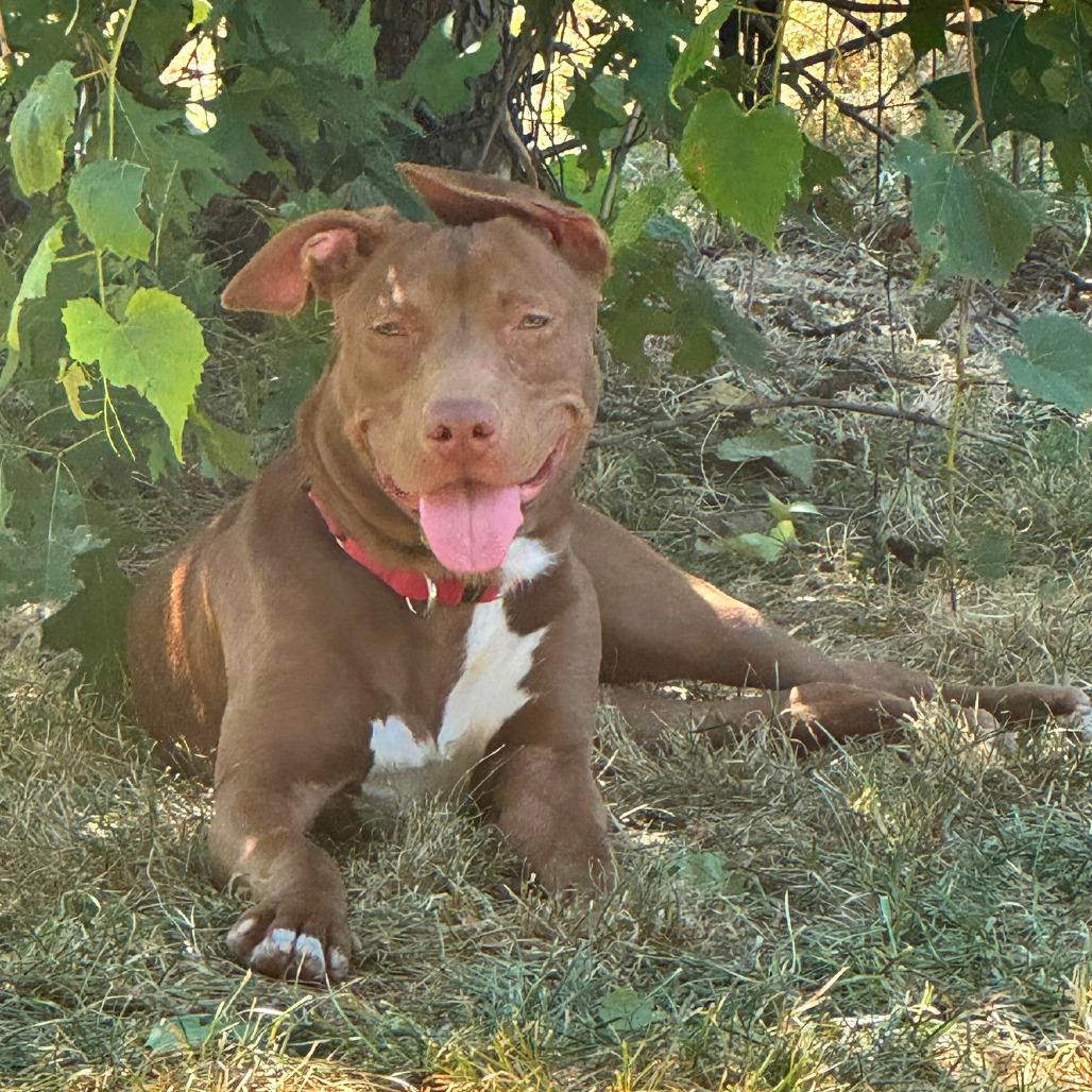 Starcraft, a Adoptable Mixed Breed in Pittsburgh, PA image 6/6