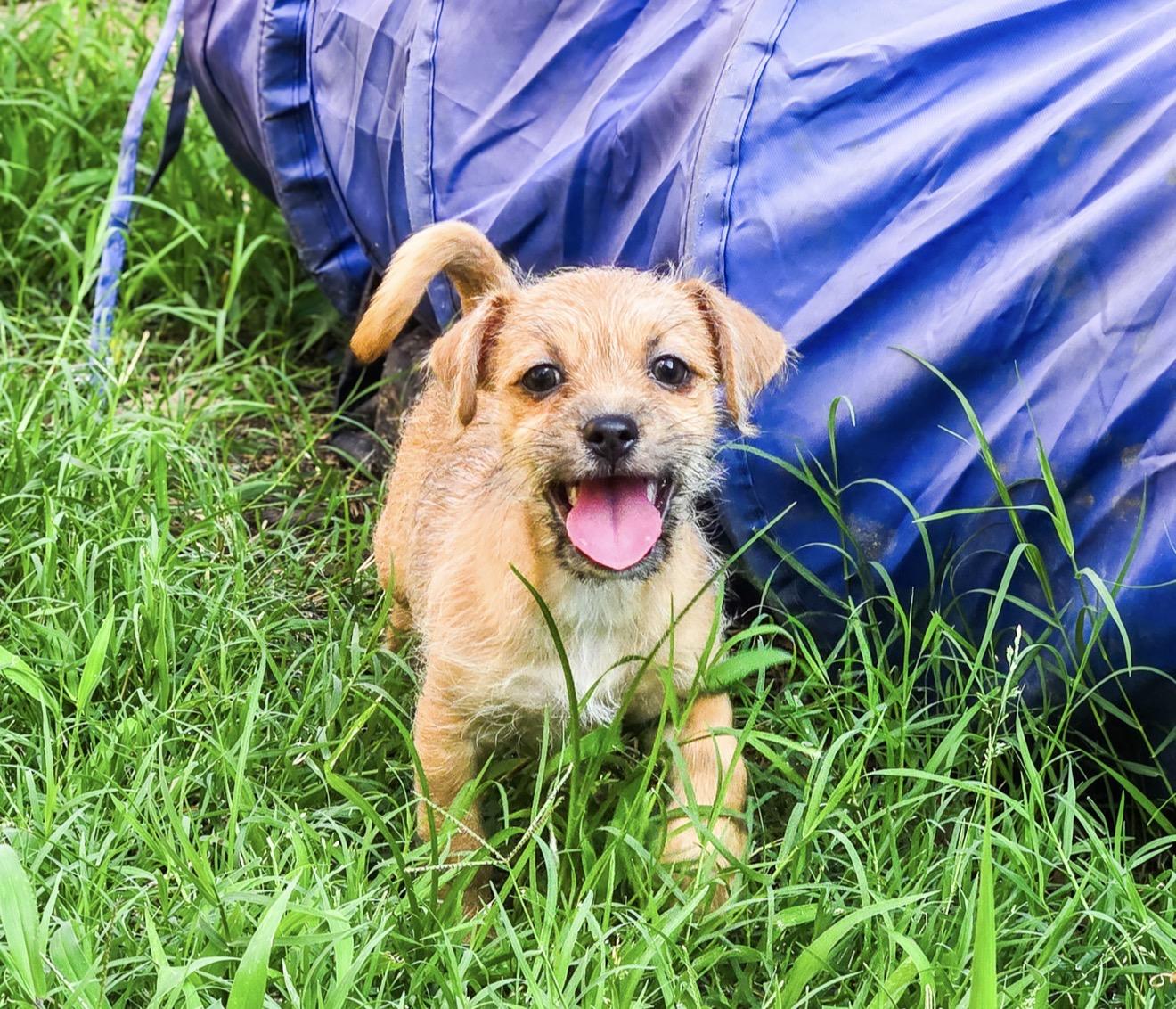 Enlarge Almond Joy, a Adoptable Chihuahua in Fort Worth, TX image 1/5