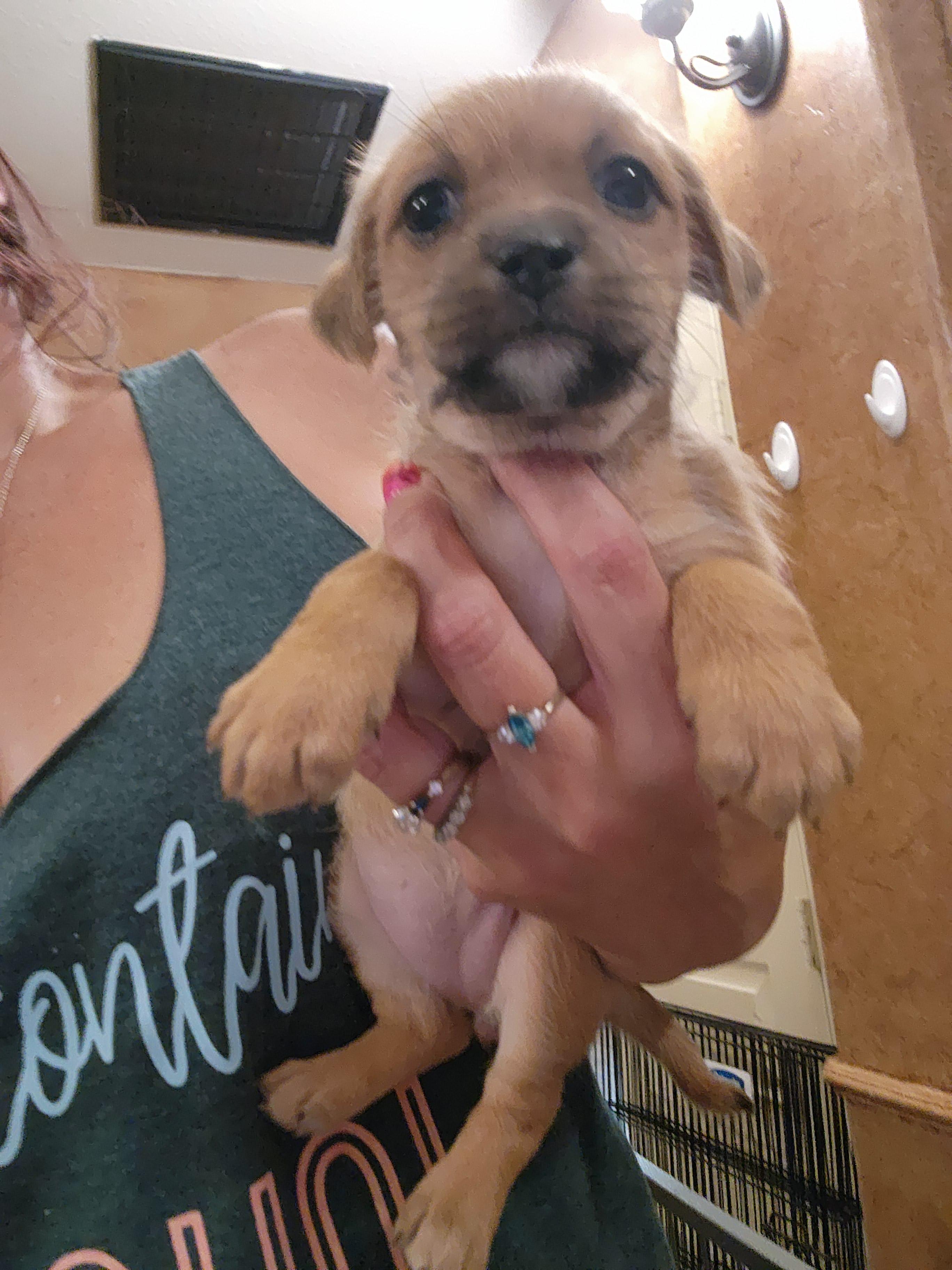 Enlarge Almond Joy, a Adoptable Chihuahua in Fort Worth, TX image 2/5