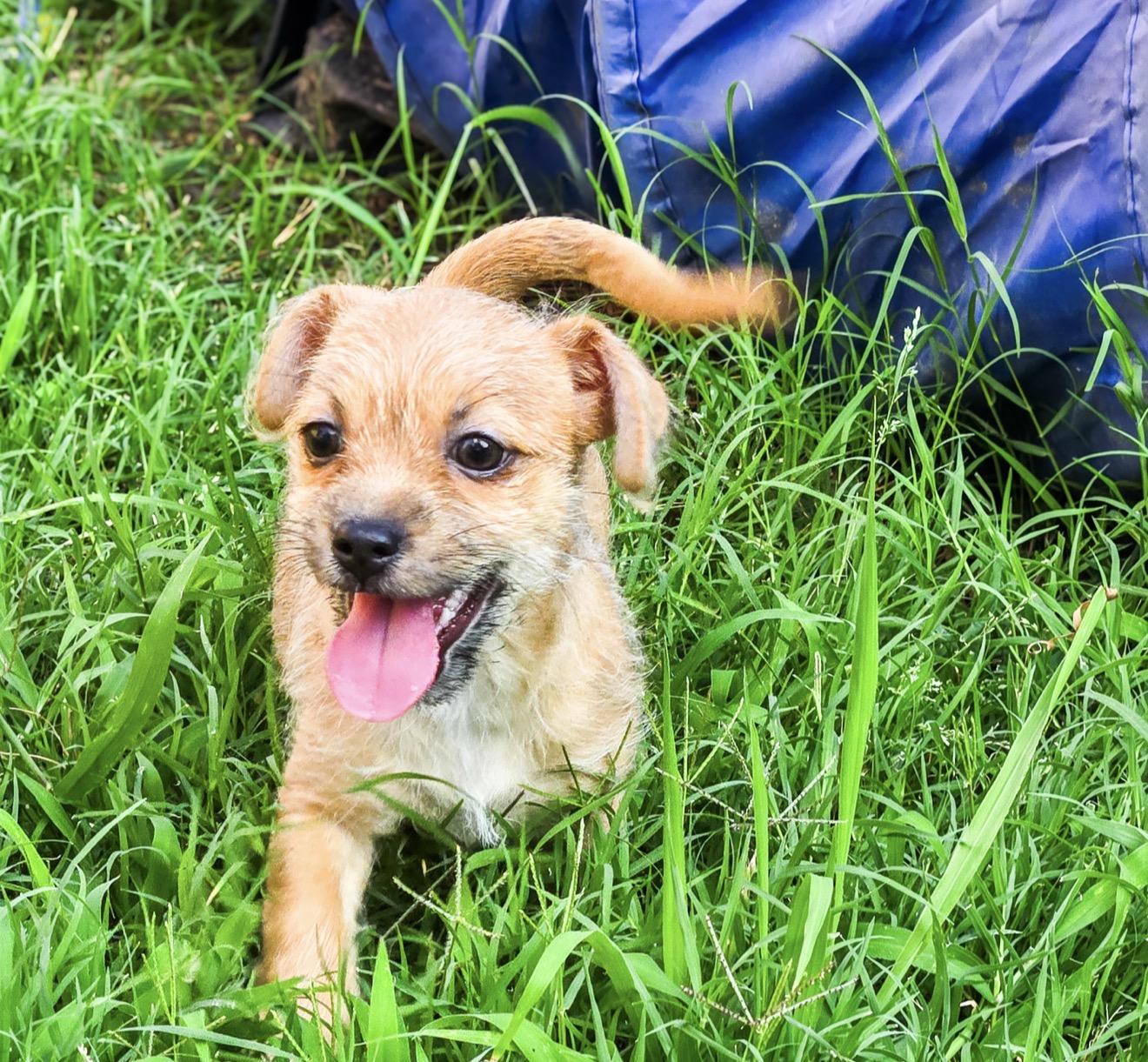 Enlarge Almond Joy, a Adoptable Chihuahua in Fort Worth, TX image 3/5