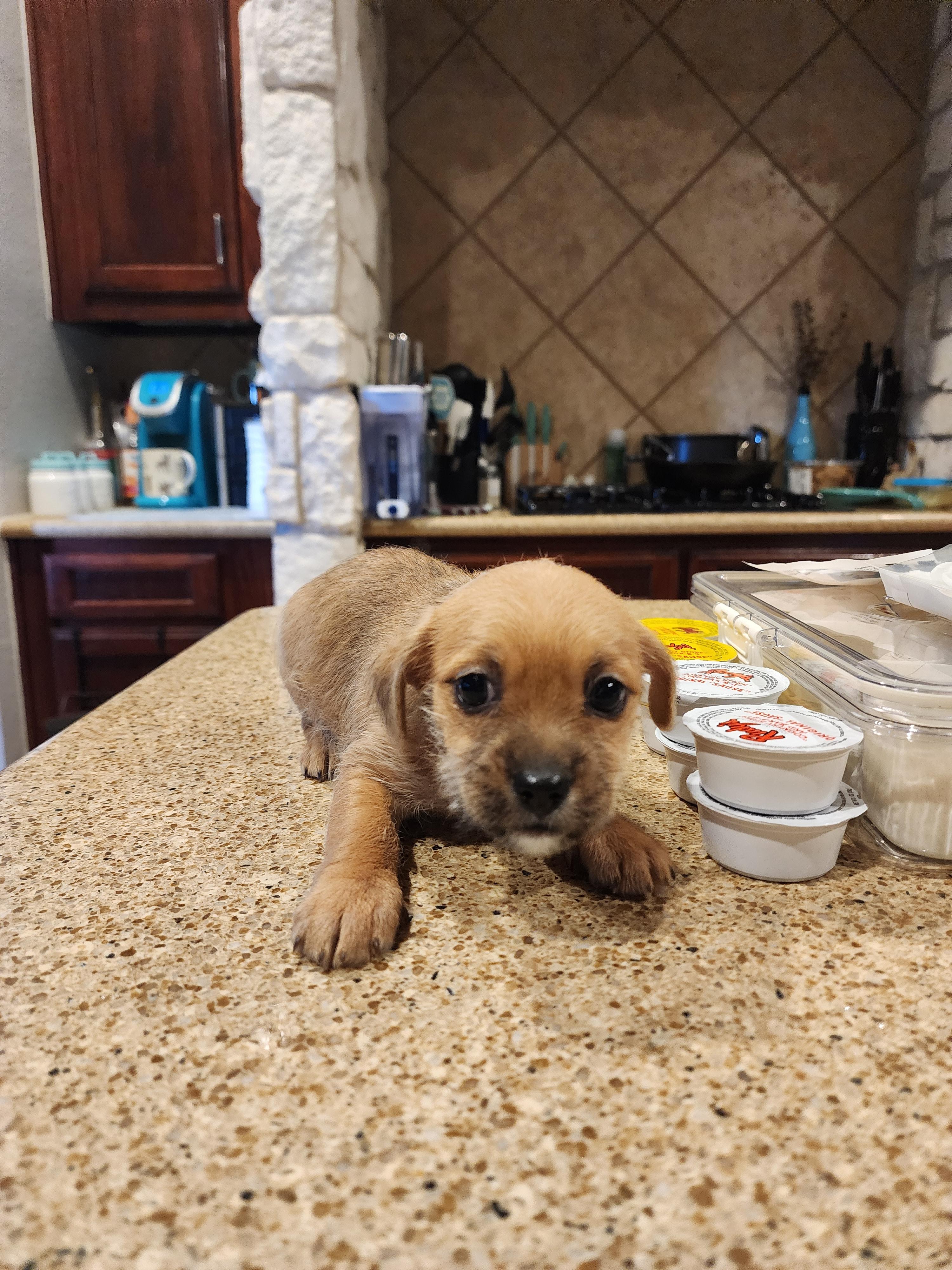 Enlarge Almond Joy, a Adoptable Chihuahua in Fort Worth, TX image 4/5