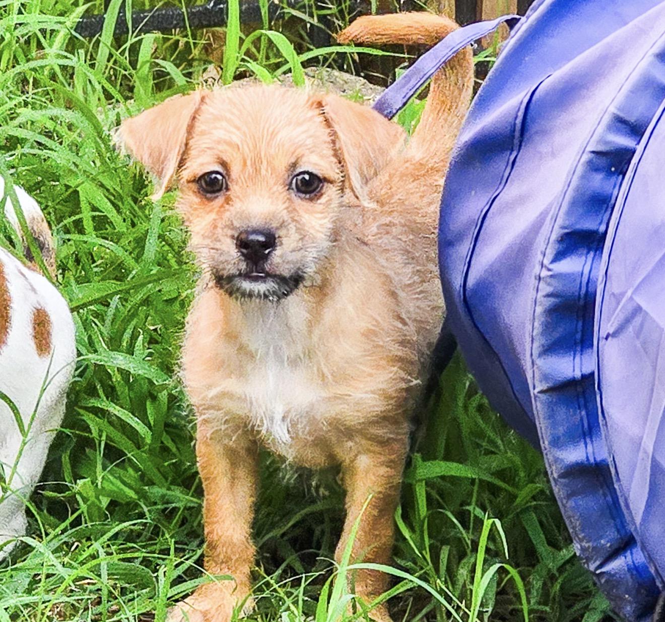 Enlarge Almond Joy, a Adoptable Chihuahua in Fort Worth, TX image 5/5
