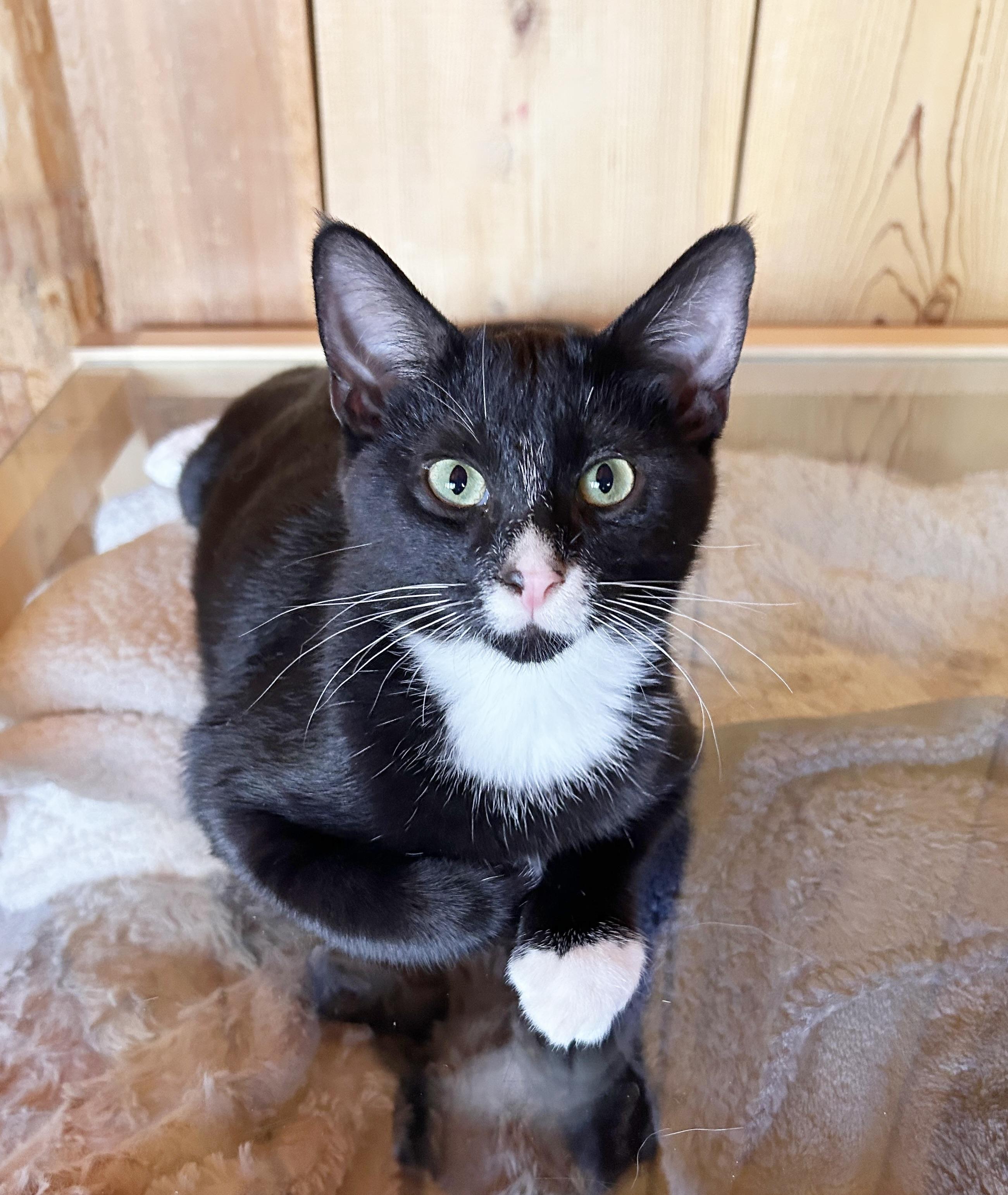 Zinc, ADOPTABLE, Young Male Domestic Short Hair.