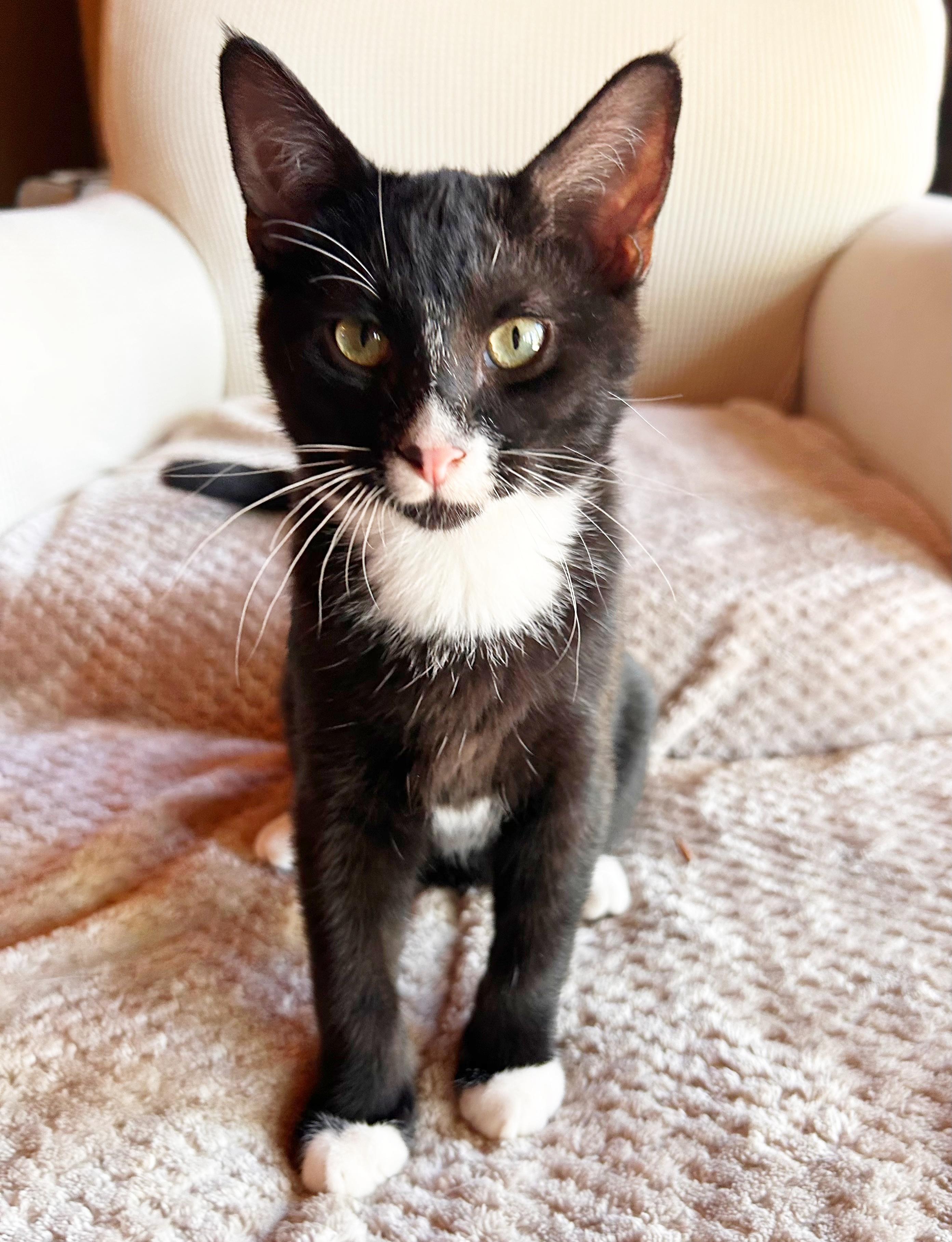 Zinc, a ADOPTABLE mixed breed in Durango, CO image 2/2