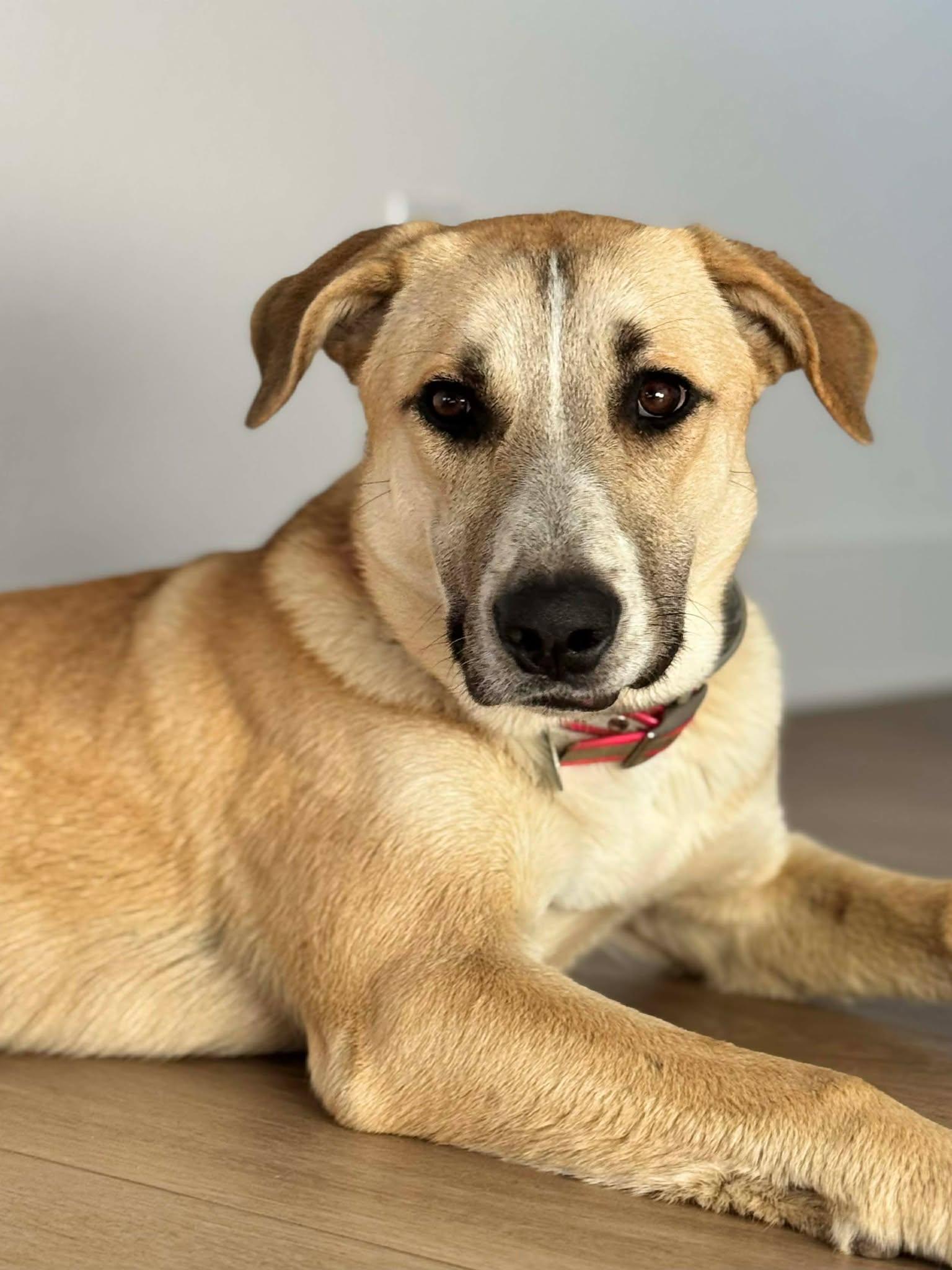 Zoey, Adoptable, Young Female Shepherd.