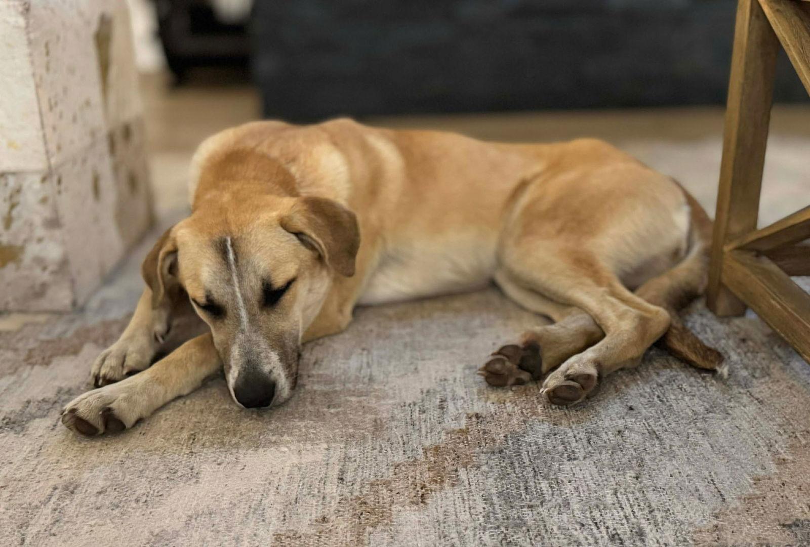 Enlarge Zoey, a Adoptable Shepherd in Dallas, TX image 2/3