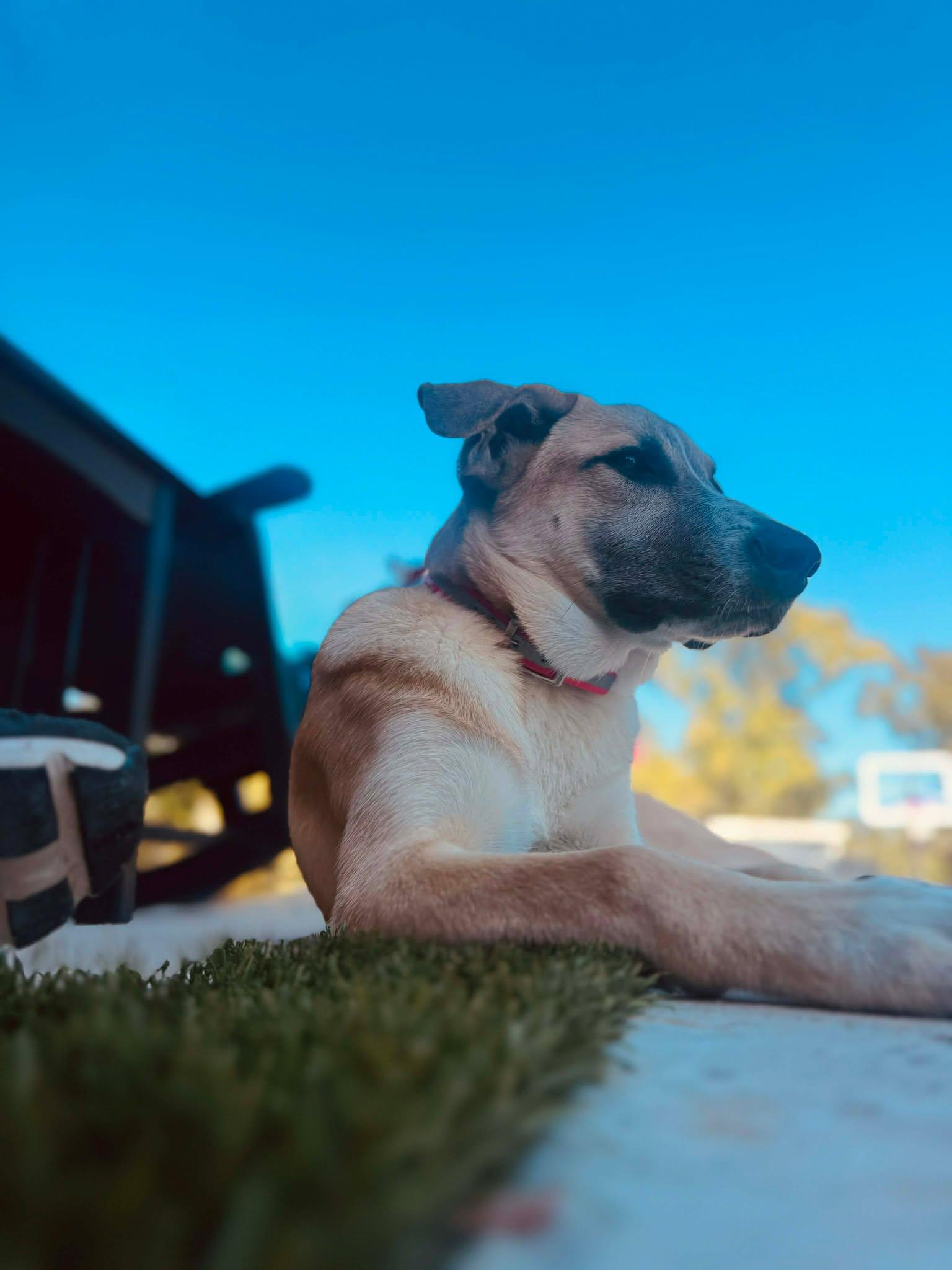 Enlarge Zoey, a Adoptable Shepherd in Dallas, TX image 3/3