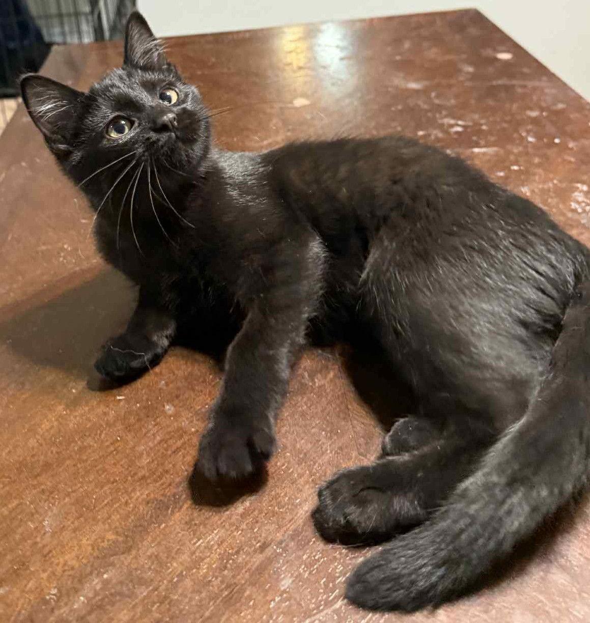 Enlarge Dutchess, a Adoptable Domestic Short Hair in Forest Lake, MN image 1/2