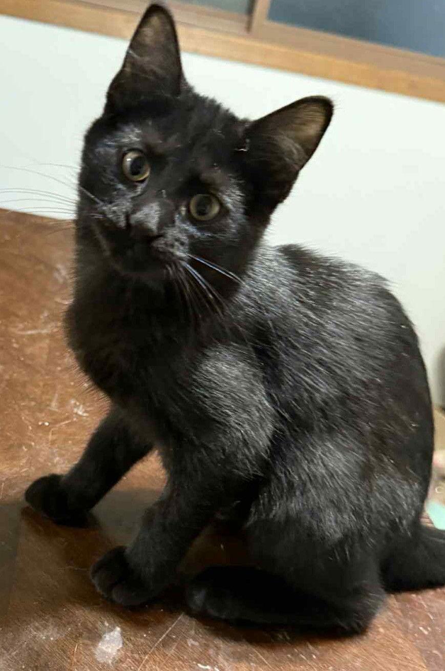 Enlarge Dutchess, a Adoptable Domestic Short Hair in Forest Lake, MN image 2/2