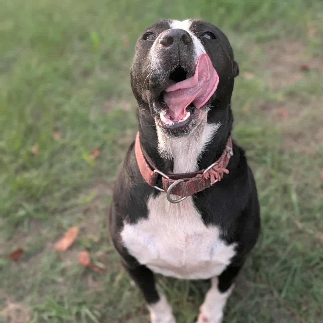 Gemma, Adoptable, Adult Female Black Labrador Retriever & Pit Bull Terrier.