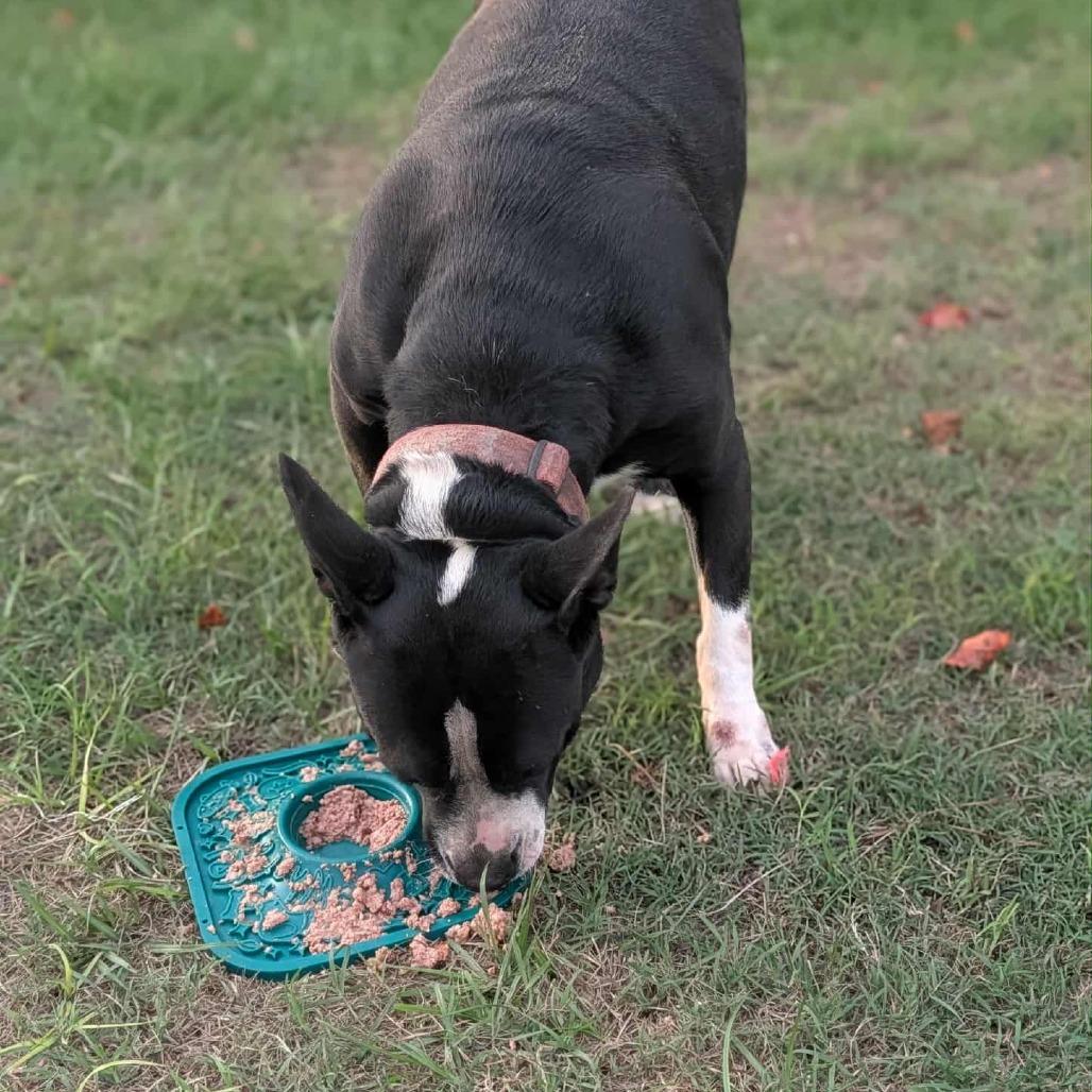 Enlarge Gemma, a Adoptable mixed breed in Hope Mills, NC image 2/4