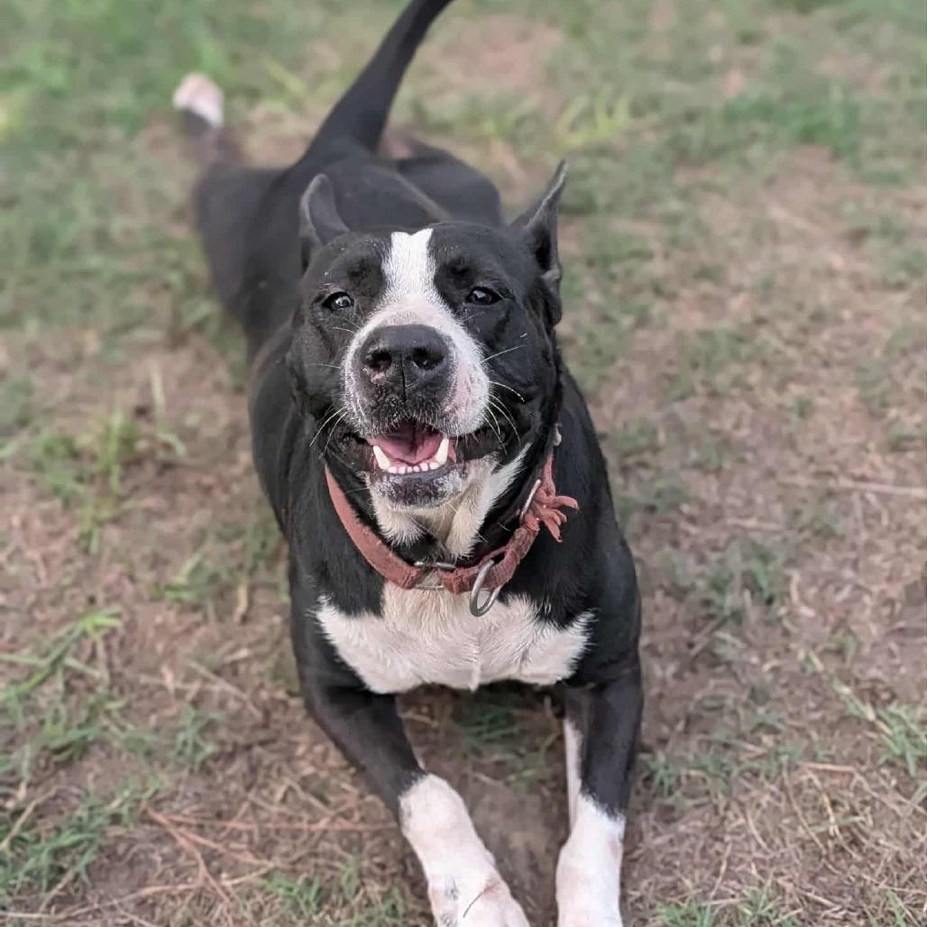 Enlarge Gemma, a Adoptable mixed breed in Hope Mills, NC image 3/4