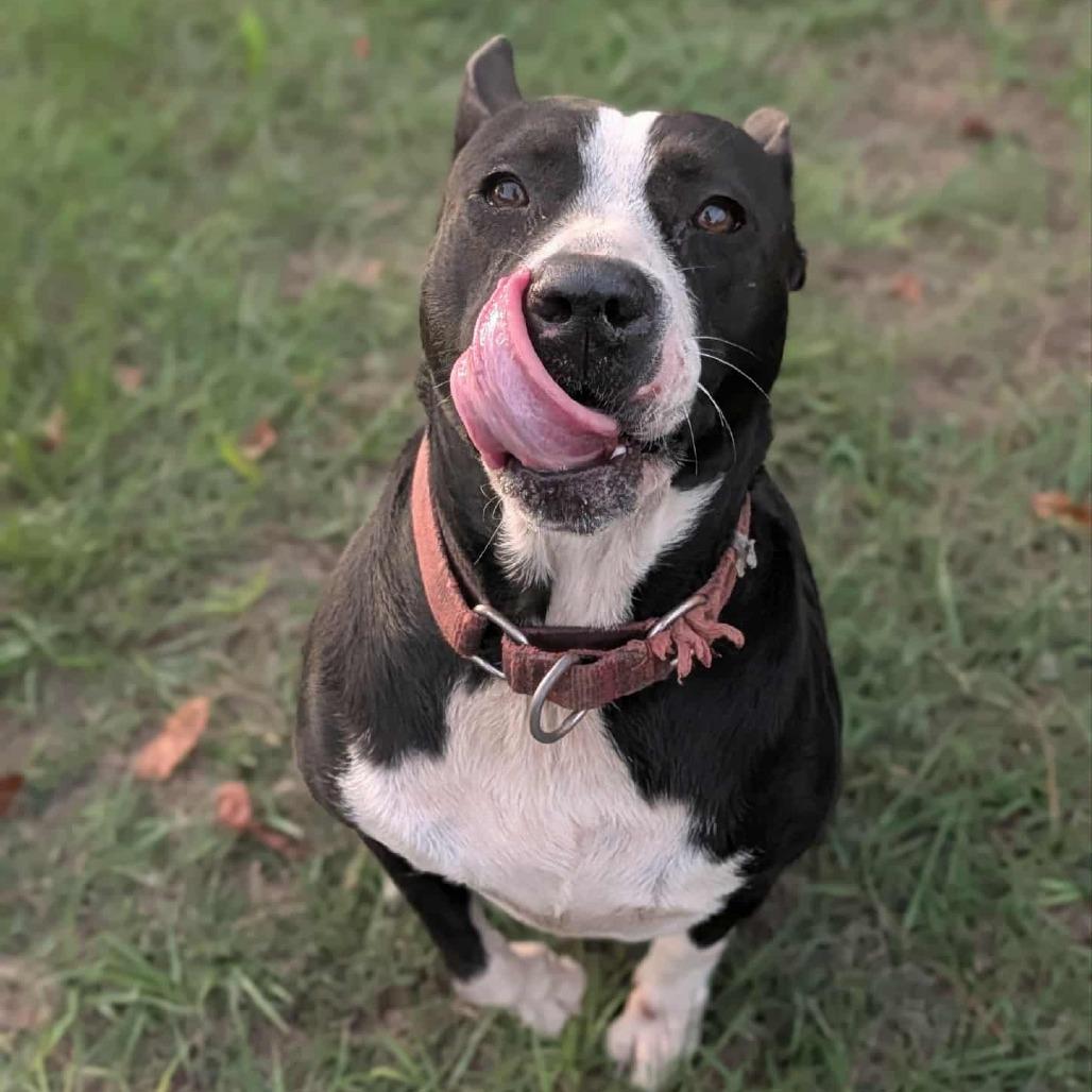 Enlarge Gemma, a Adoptable mixed breed in Hope Mills, NC image 4/4