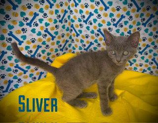 Sliver, Adoptable, Young Male Domestic Short Hair.