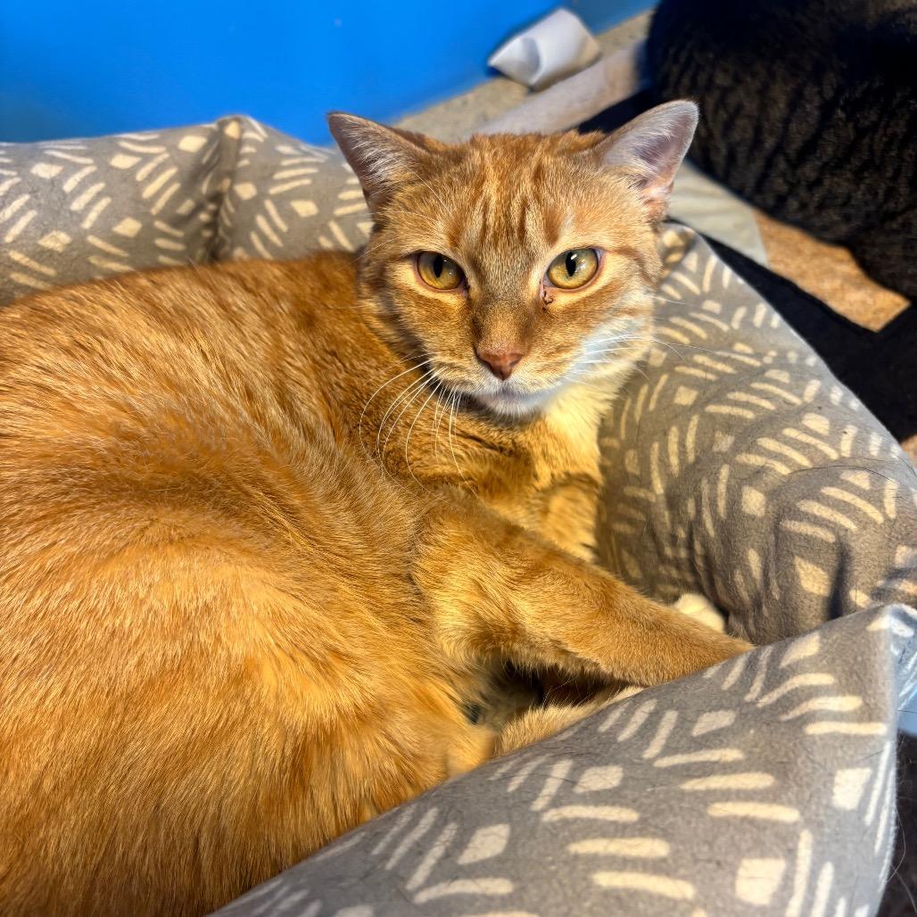 Prince, a Adoptable Domestic Short Hair in Mankato, MN image 2/6