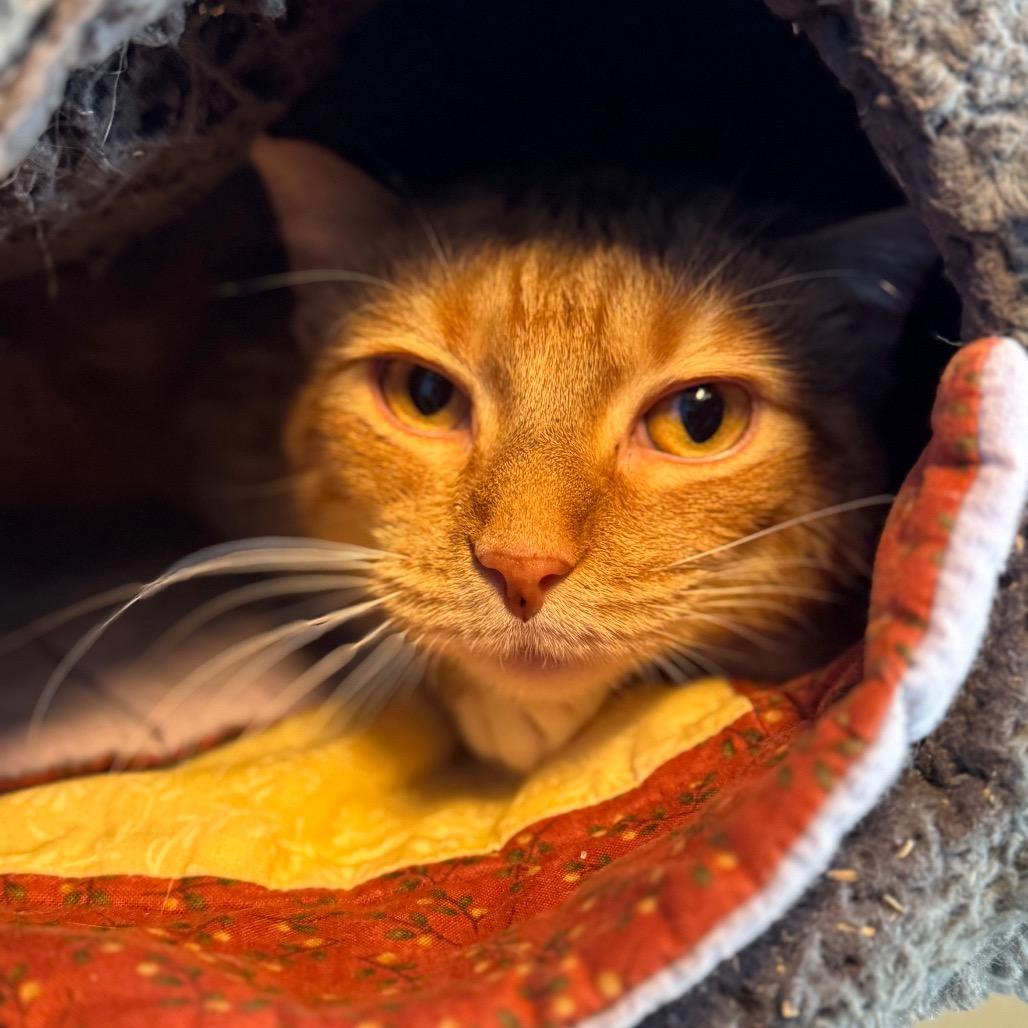 Prince, a Adoptable Domestic Short Hair in Mankato, MN image 4/6