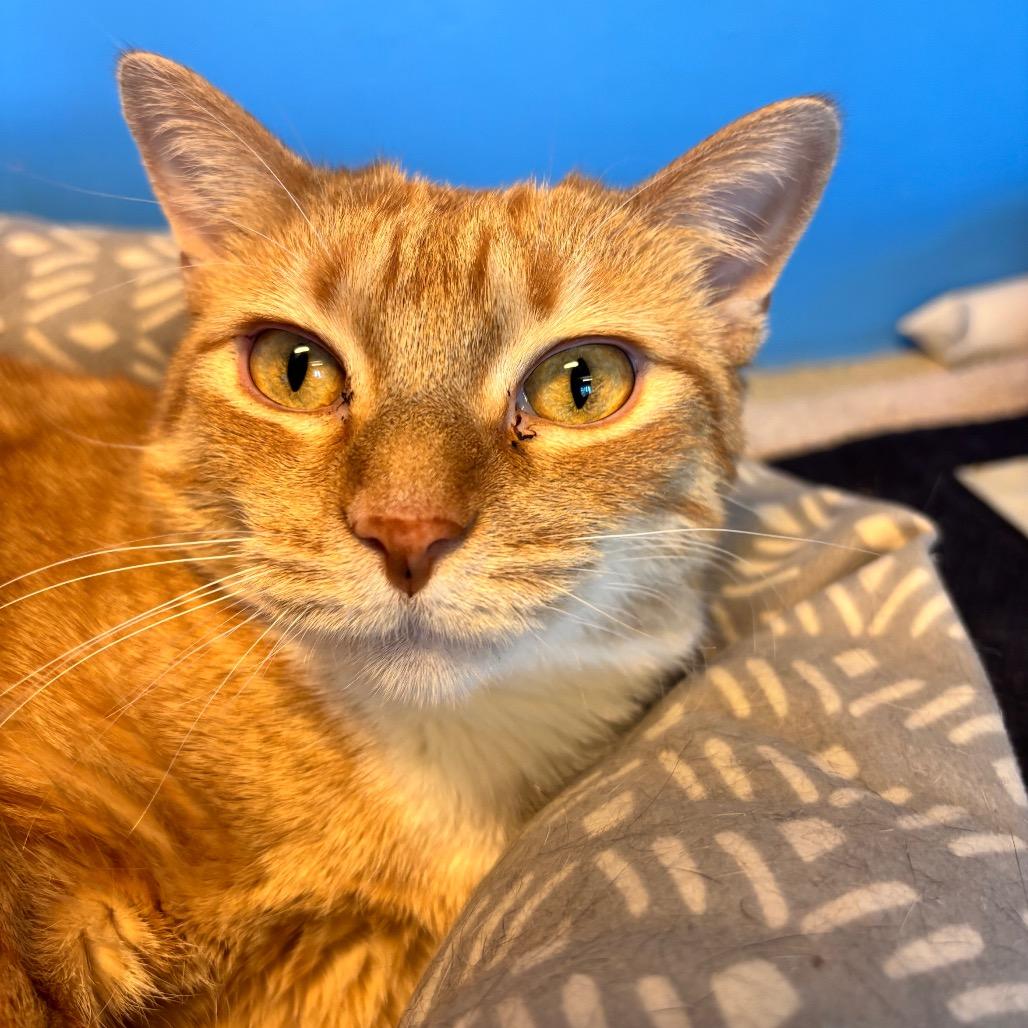 Prince, a Adoptable Domestic Short Hair in Mankato, MN image 5/6