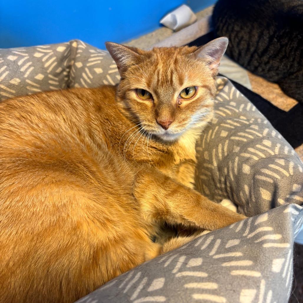 Prince, a Adoptable Domestic Short Hair in Mankato, MN image 6/6
