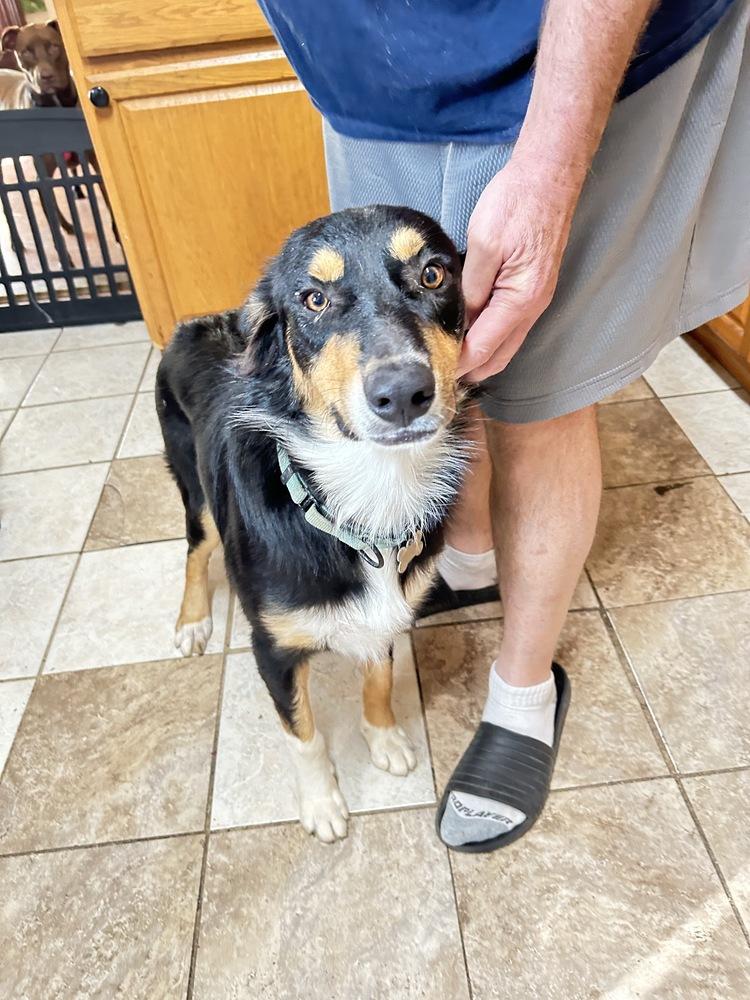 Enlarge Bentley, a Adoptable mixed breed in Boston, MA image 1/6