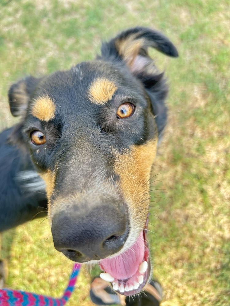 Enlarge Bentley, a Adoptable mixed breed in Boston, MA image 2/6