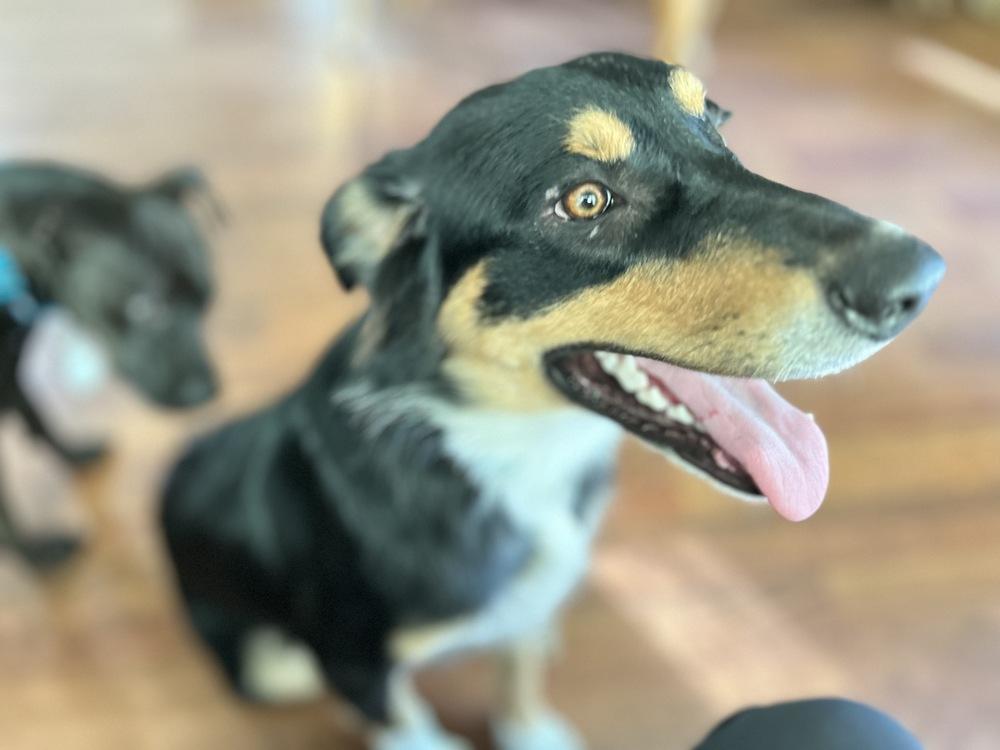 Enlarge Bentley, a Adoptable mixed breed in Boston, MA image 3/6