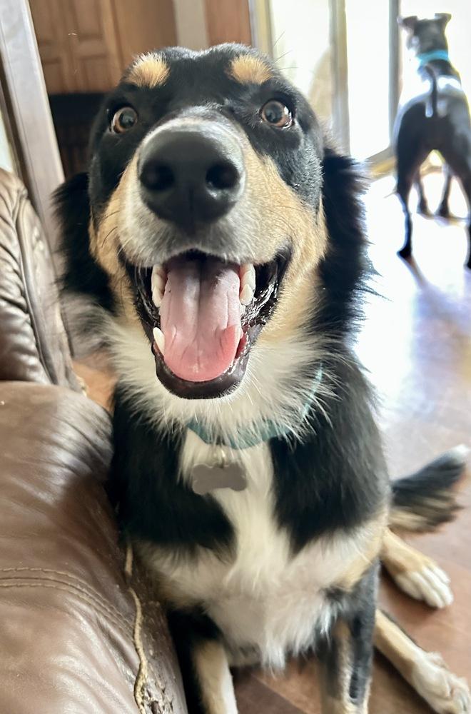 Enlarge Bentley, a Adoptable mixed breed in Boston, MA image 4/6