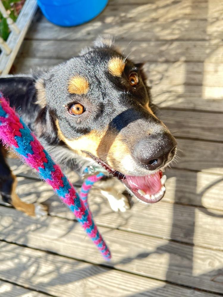 Enlarge Bentley, a Adoptable mixed breed in Boston, MA image 5/6