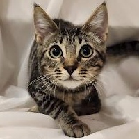 Chachi, Adoptable, Kitten Male Tabby & Domestic Short Hair.