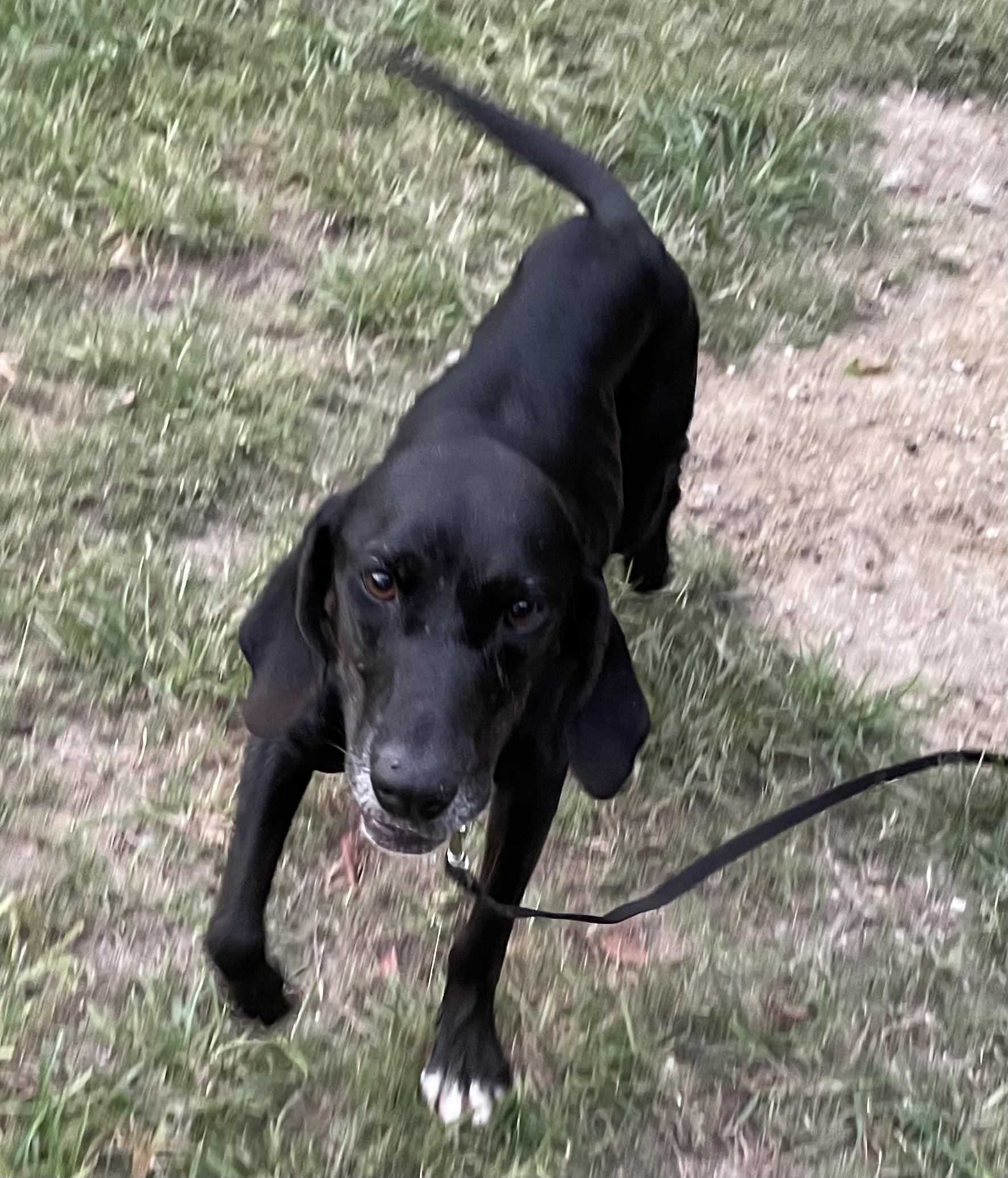 Enlarge LUCY, a Adoptable Hound in Edisto Island, SC image 1/6
