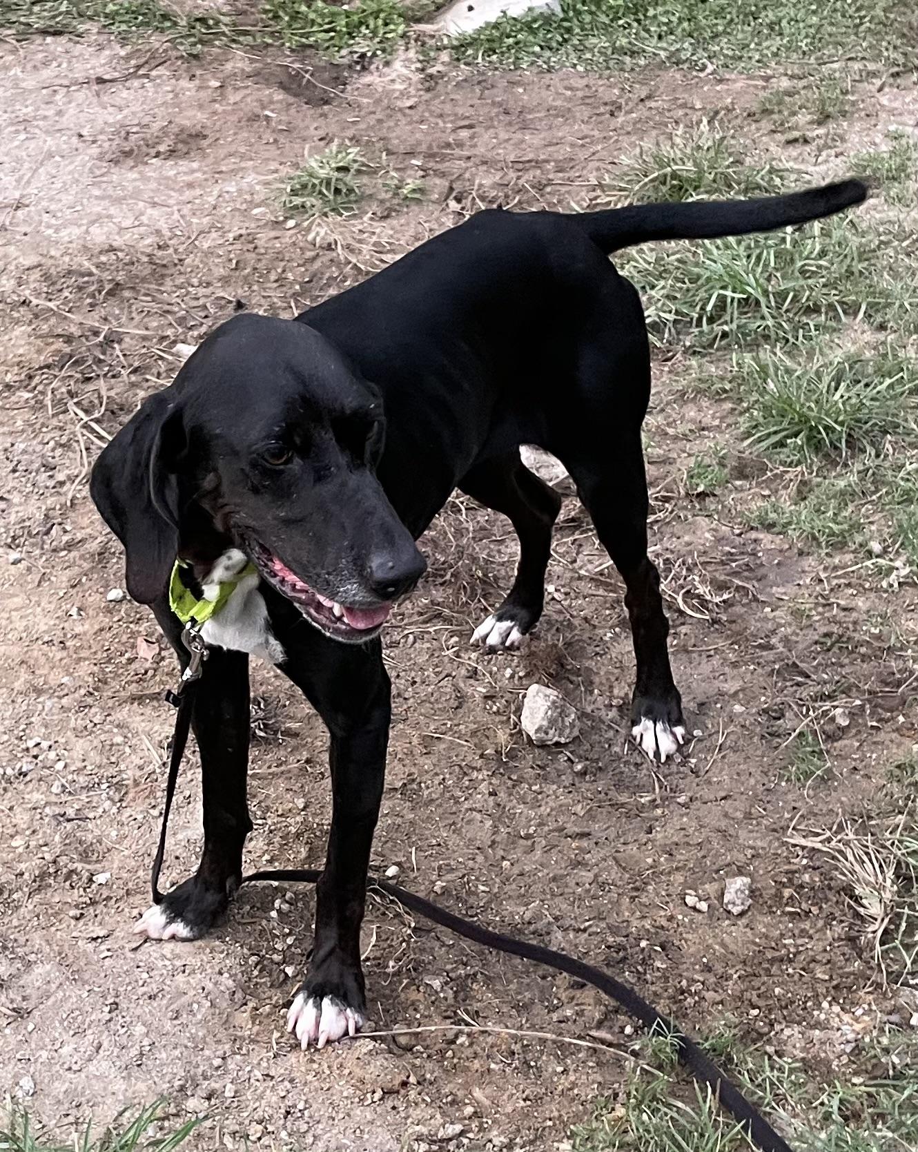 Enlarge LUCY, a Adoptable Hound in Edisto Island, SC image 2/6