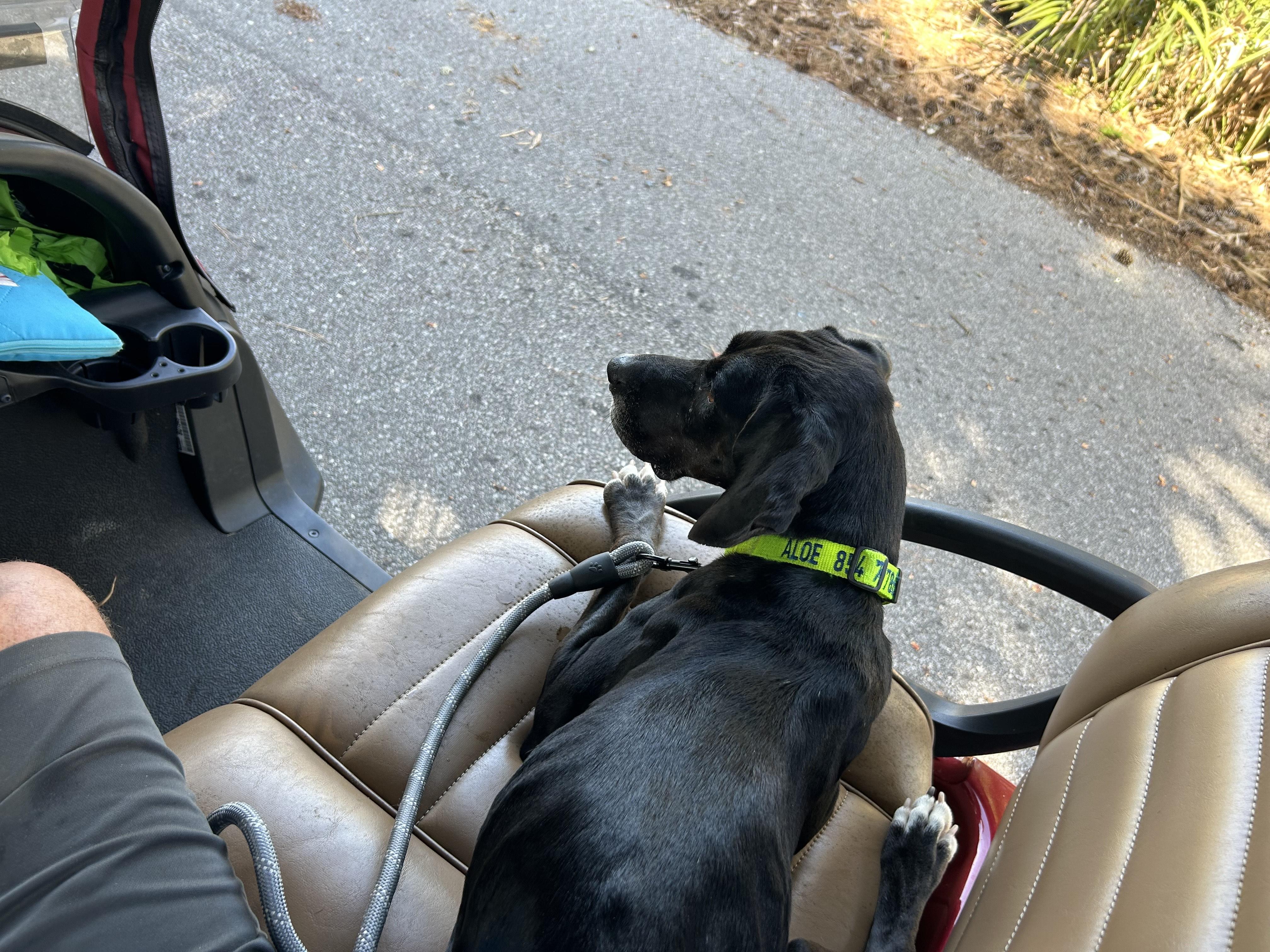 Enlarge LUCY, a Adoptable Hound in Edisto Island, SC image 3/6