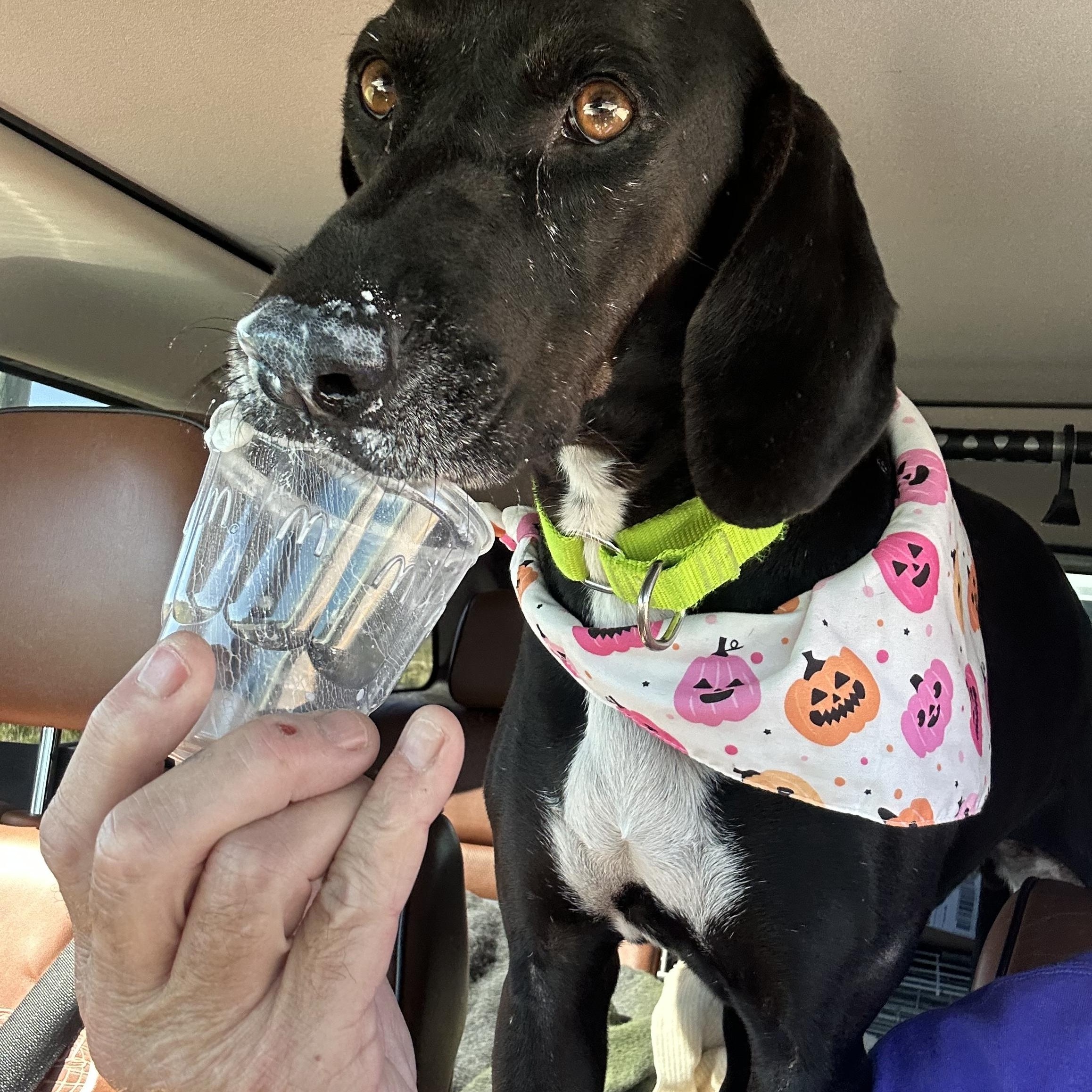 Enlarge LUCY, a Adoptable Hound in Edisto Island, SC image 4/6