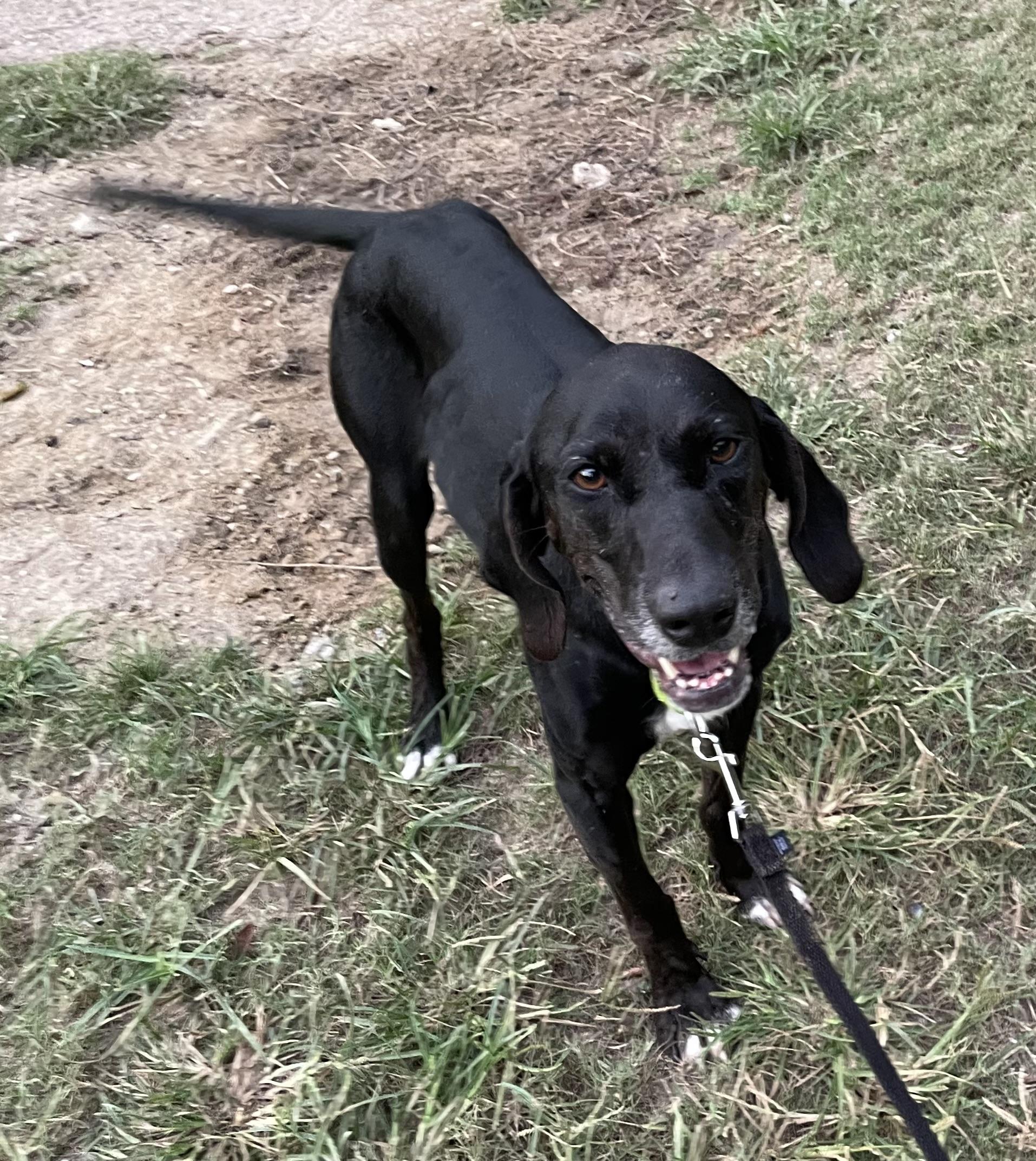 LUCY, Adoptable, Adult Female Hound.