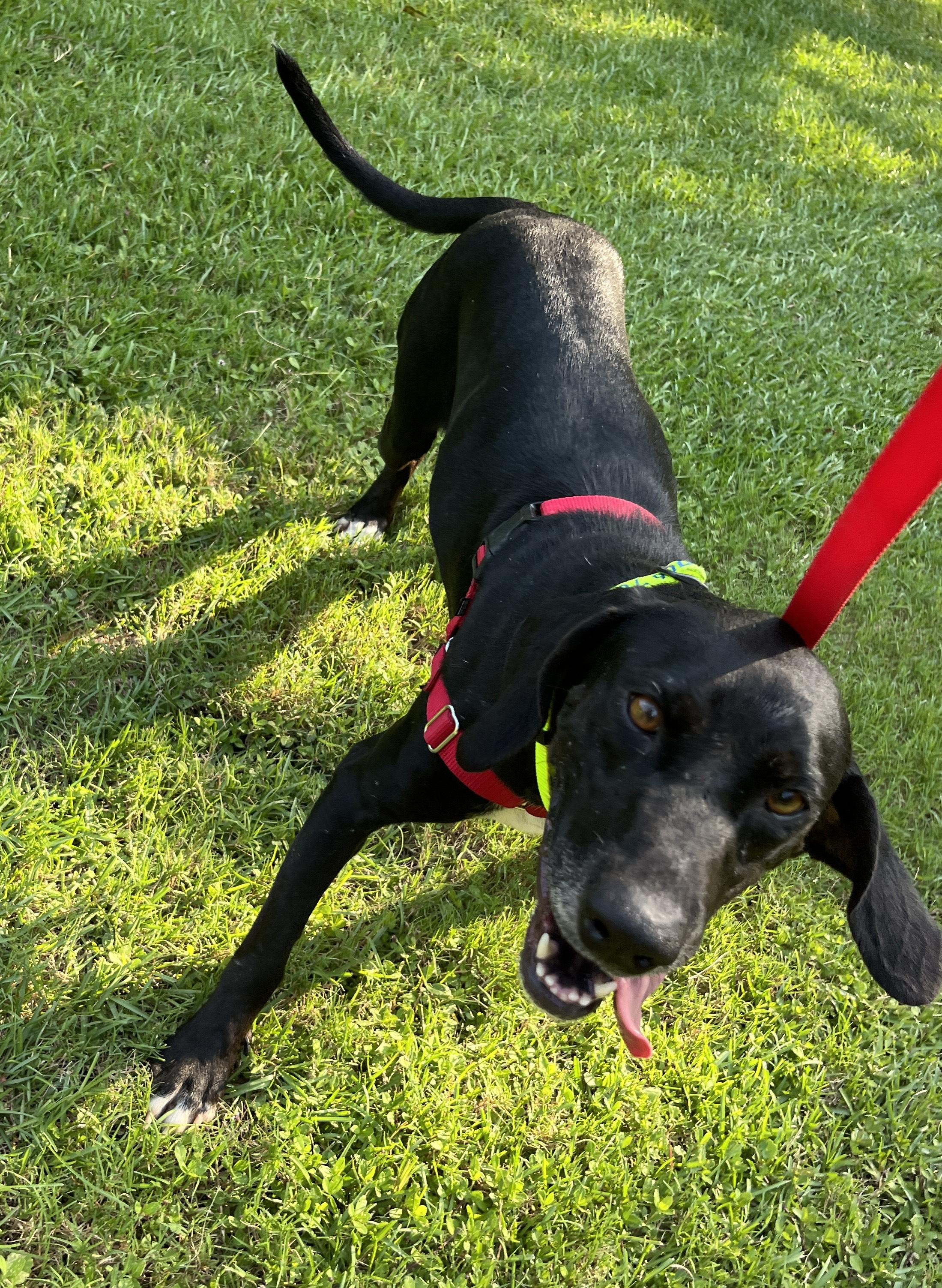 Enlarge LUCY, a Adoptable Hound in Edisto Island, SC image 6/6