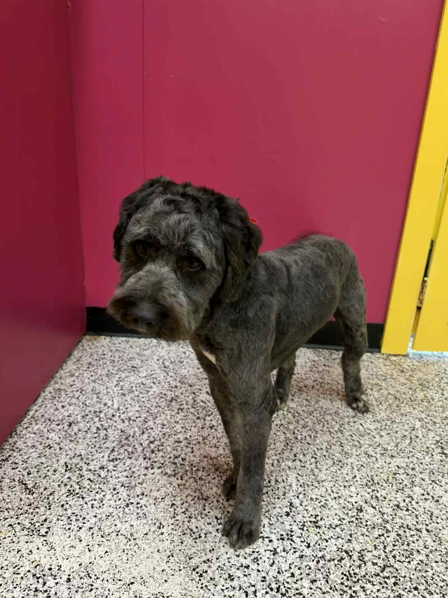Wall-E, Adoptable, Adult Male Poodle & Bouvier des Flandres.