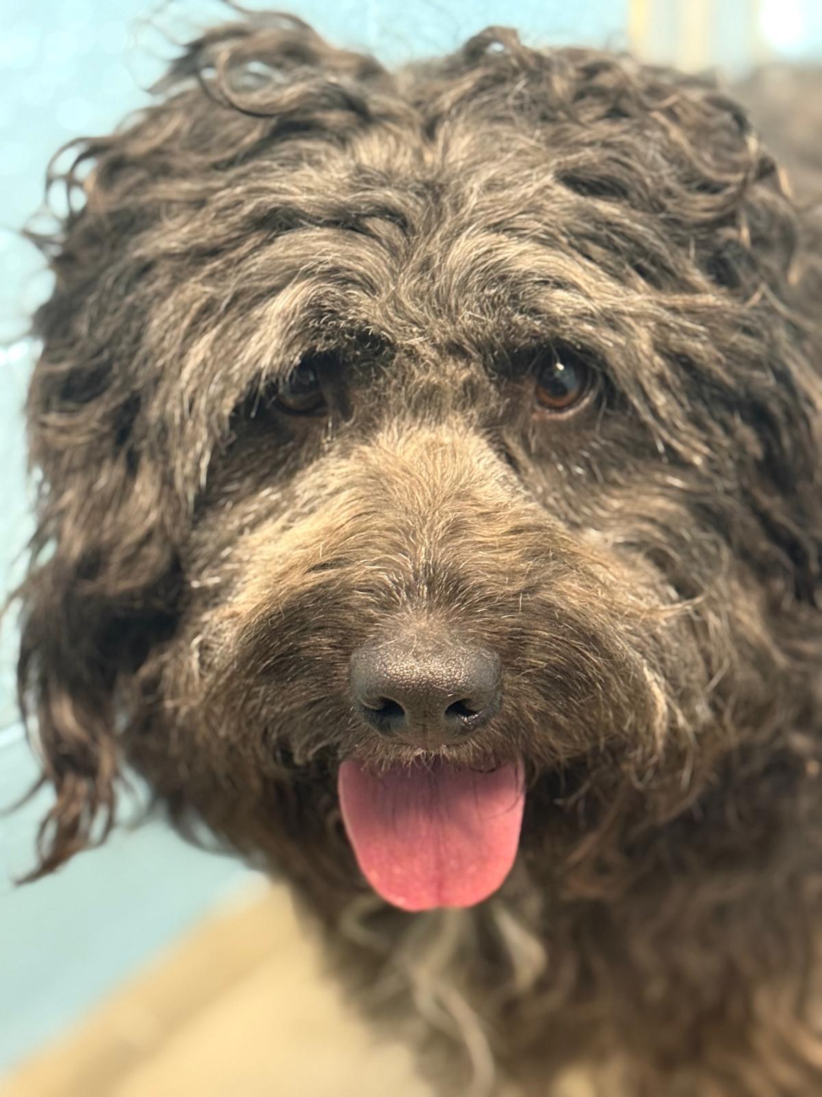 Enlarge Wall-E, a Adoptable mixed breed in Vancouver, BC image 3/5