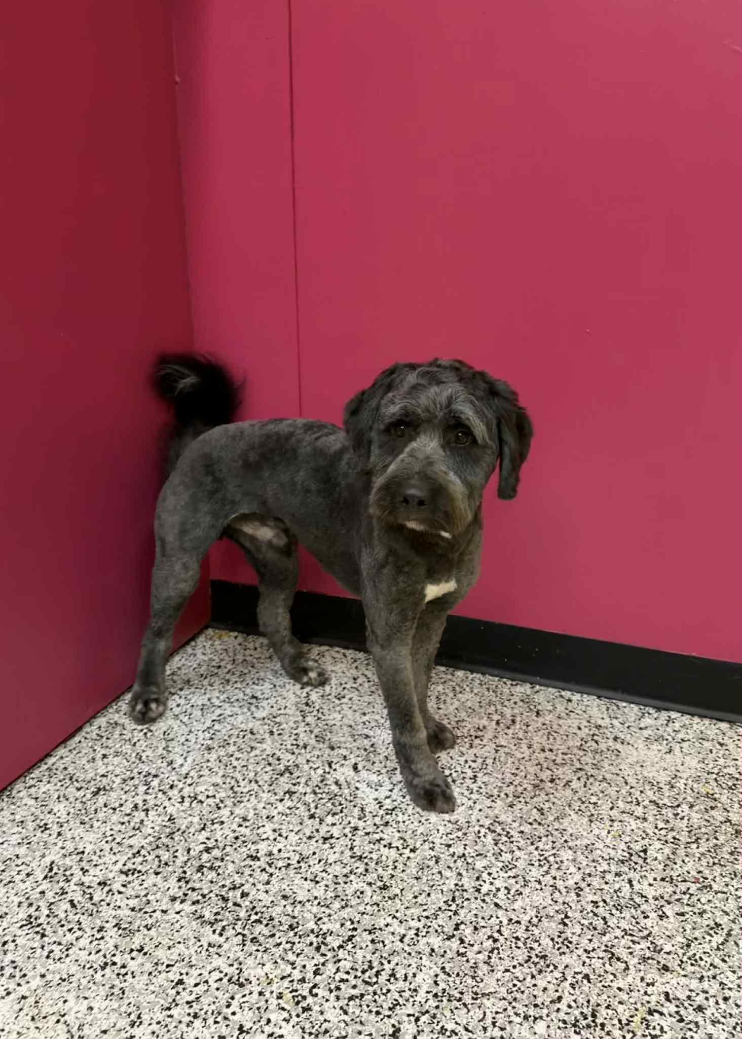 Enlarge Wall-E, a Adoptable mixed breed in Vancouver, BC image 2/5