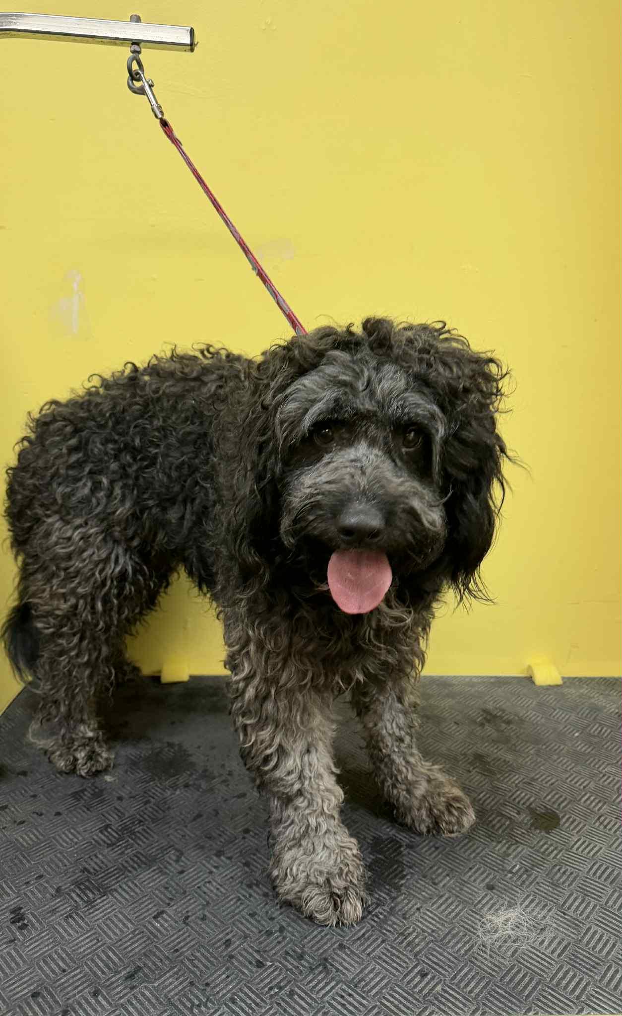 Enlarge Wall-E, a Adoptable mixed breed in Vancouver, BC image 5/5