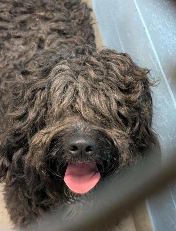 Enlarge Wall-E, a Adoptable mixed breed in Vancouver, BC image 4/5