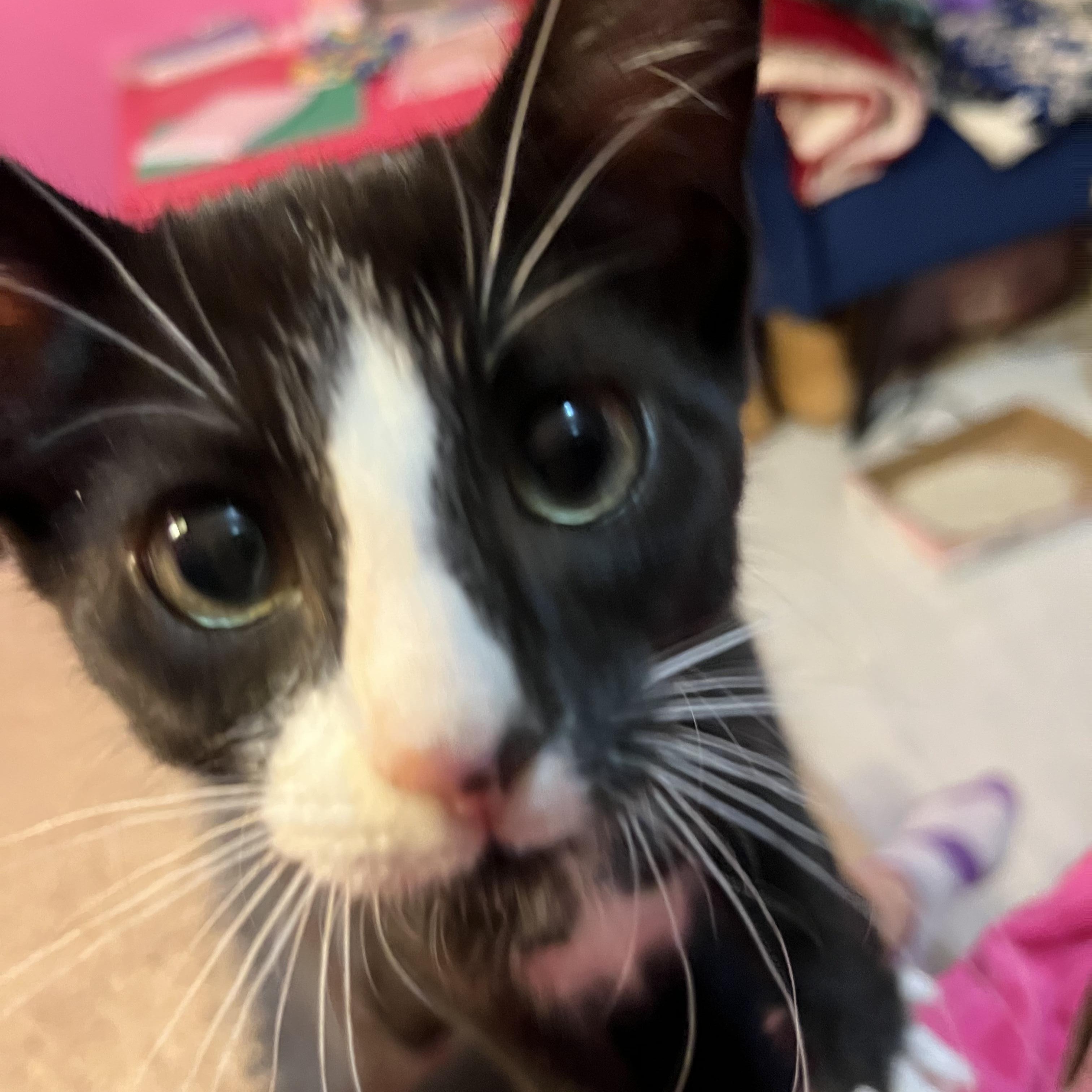 Enlarge Ceasar-bonded with Halo, a Adoptable mixed breed in Germansville, PA image 5/6